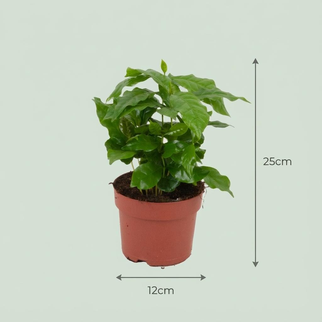 Kaffeepflanze Coffea Arabica – 2 Pflanzen – Ø12cm – Höhe ca.25cm – Tropische Zimmerpflanze mit glänzenden Blättern – Kaffeebaum für Wohnraum & Büro