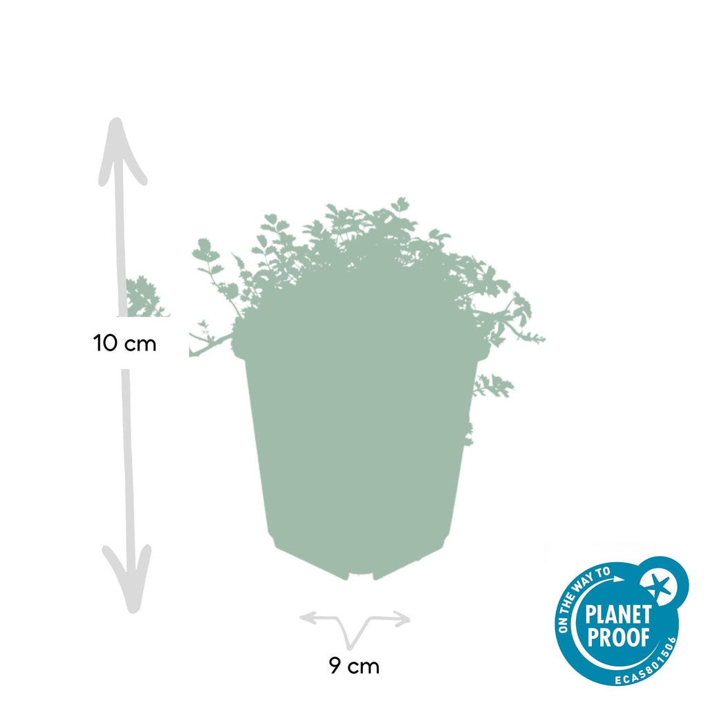 Acaena microphylla 'Kupferteppich' – 48 Pflanzen – ↕10-25cm – Ø9cm – Bodendecker – Flachwachsend & Robust – Steingarten & Wege – Pflegeleicht – Plant