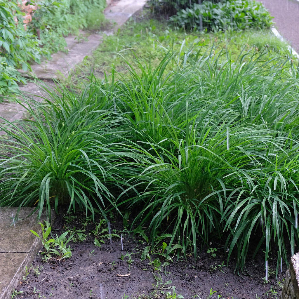 Ziergras Segge Carex morrowii Irish Green – Immergrün & winterhart – Frischgrünes Ziergras – Höhe ca. 50cm – 17cm – Für Beet, Kübel & Terrasse – Plant