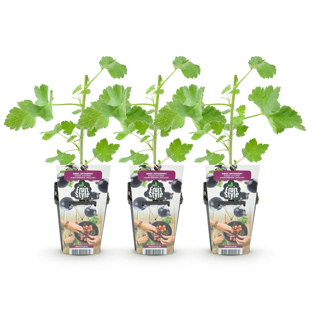 Jostabeere Ribes Josta winterhart 3 Pflanzen Ø9cm Höhe 30cm – Kreuzung aus Johannisbeere & Stachelbeere – Aromatische Beeren für Garten & Balkon