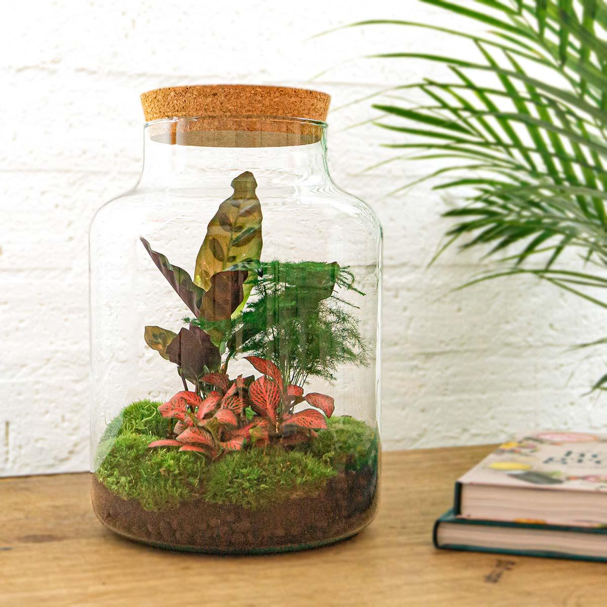 Flaschengarten Milky – DIY Bausatz Terrarium – ↕30cm – Do It Yourself Pflanzen – Set im Glas mit Korkdeckel – Autarkes Mini – Ökosystem – Plant