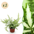Pteris cretica Albolineata Flügelfarn – 2 Pflanzen – Ø12cm Höhe 28-30cm – Bunter Farn mit weißer Blattzeichnung – Haustierfreundliche Zimmerpflanze