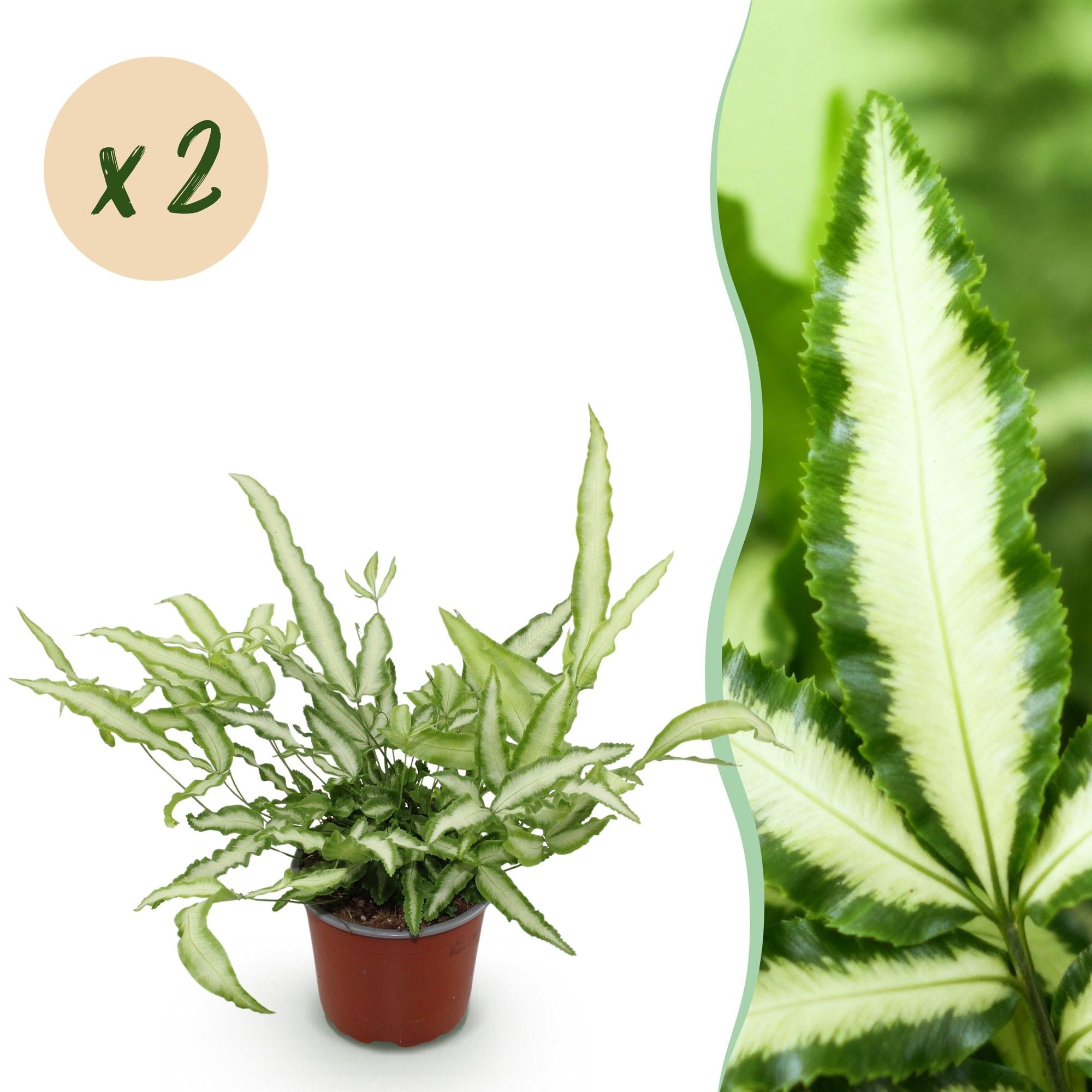 Pteris cretica Albolineata Flügelfarn – 2 Pflanzen – Ø12cm Höhe 28-30cm – Bunter Farn mit weißer Blattzeichnung – Haustierfreundliche Zimmerpflanze