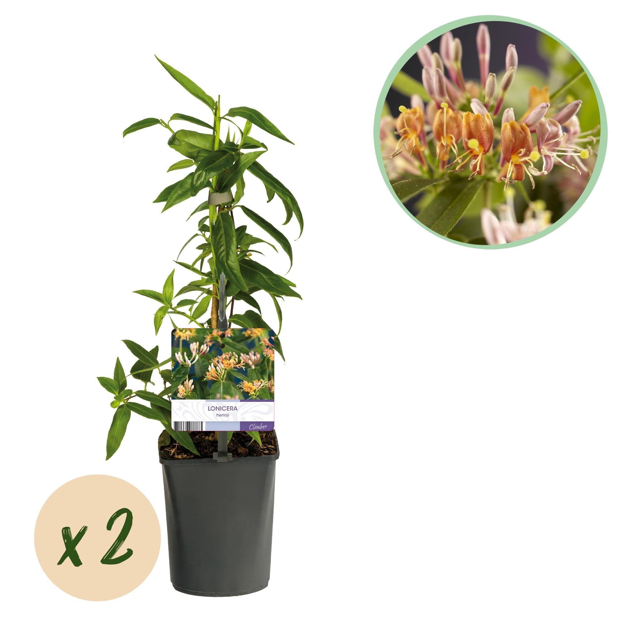 Geißblatt Lonicera henryi – 2 Pflanzen – Rosa Blüte – Schnellwachsende, duftende Kletterpflanze – Pflegeleicht & winterhart – Plant