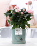 Rose Light Pink im Keramiktopf – Ø12cm ↕30cm – Hellrosa Rose im stilvollen Blumentopf – Romantische Zimmerpflanze & Geschenkidee – Plant