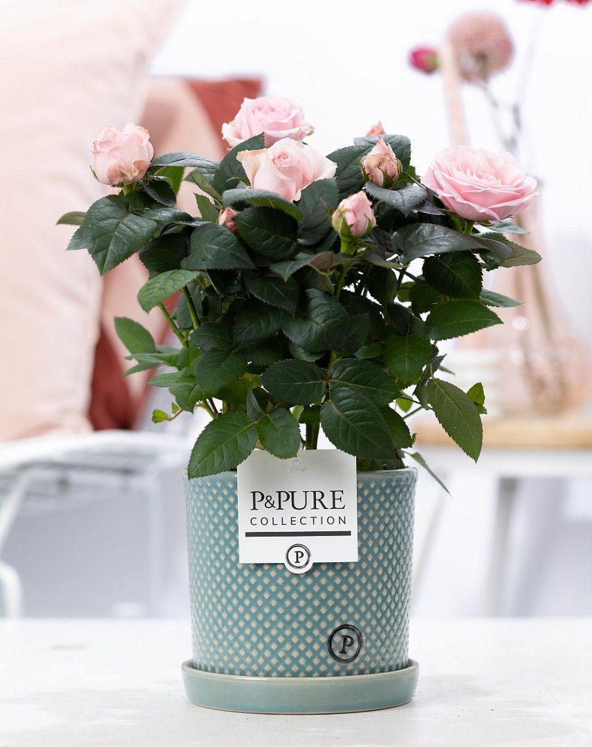Rose Light Pink im Keramiktopf – Ø12cm ↕30cm – Hellrosa Rose im stilvollen Blumentopf – Romantische Zimmerpflanze & Geschenkidee – Plant