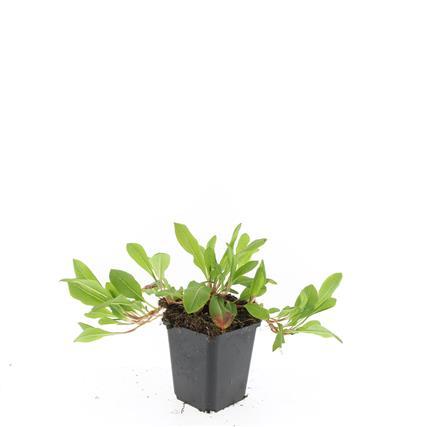 Schneckenknöterich Persicaria aff. 'Darjeeling Red' – ↕10-25cm – Ø9cm – Rotes Laub – Sonne & Halbschatten – Pflegeleichte Staude – Plant