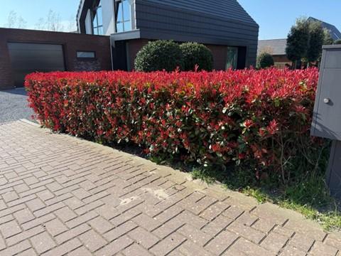 Glanzmispel Photinia fraseri Carre Rouge – Immergrüne Heckenpflanzen – 8 Pflanzen – 1m – 9cm Höhe 30-35cm – Rote & grüne Blätter – Pflegeleicht – Plant