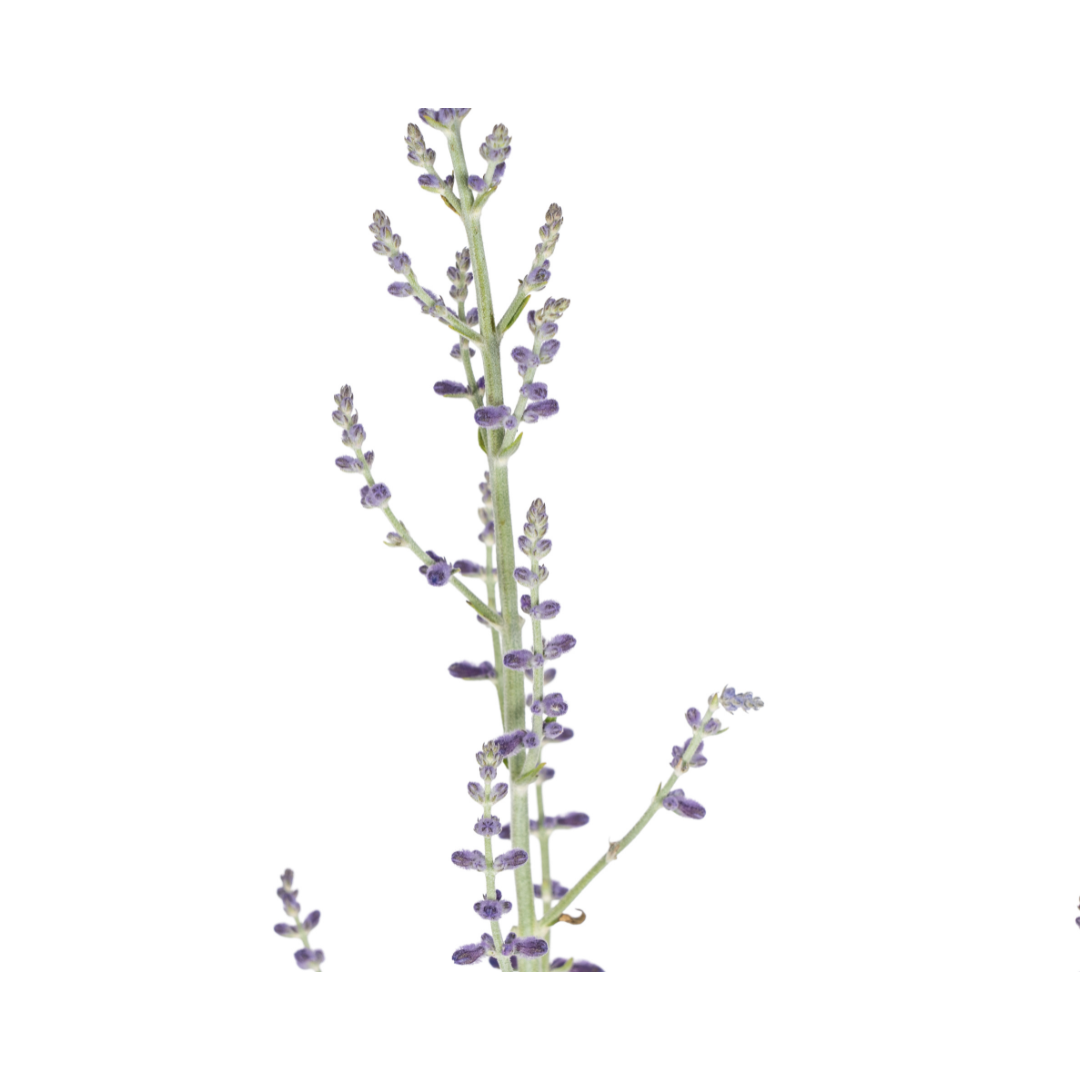 Perovskia atriplicifolia – Blauraute – Ø19cm – ↕50–60cm – Lavendelblaue Blüten – Aromatisches Ziergehölz für sonnige Beete & Steingärten – Plant
