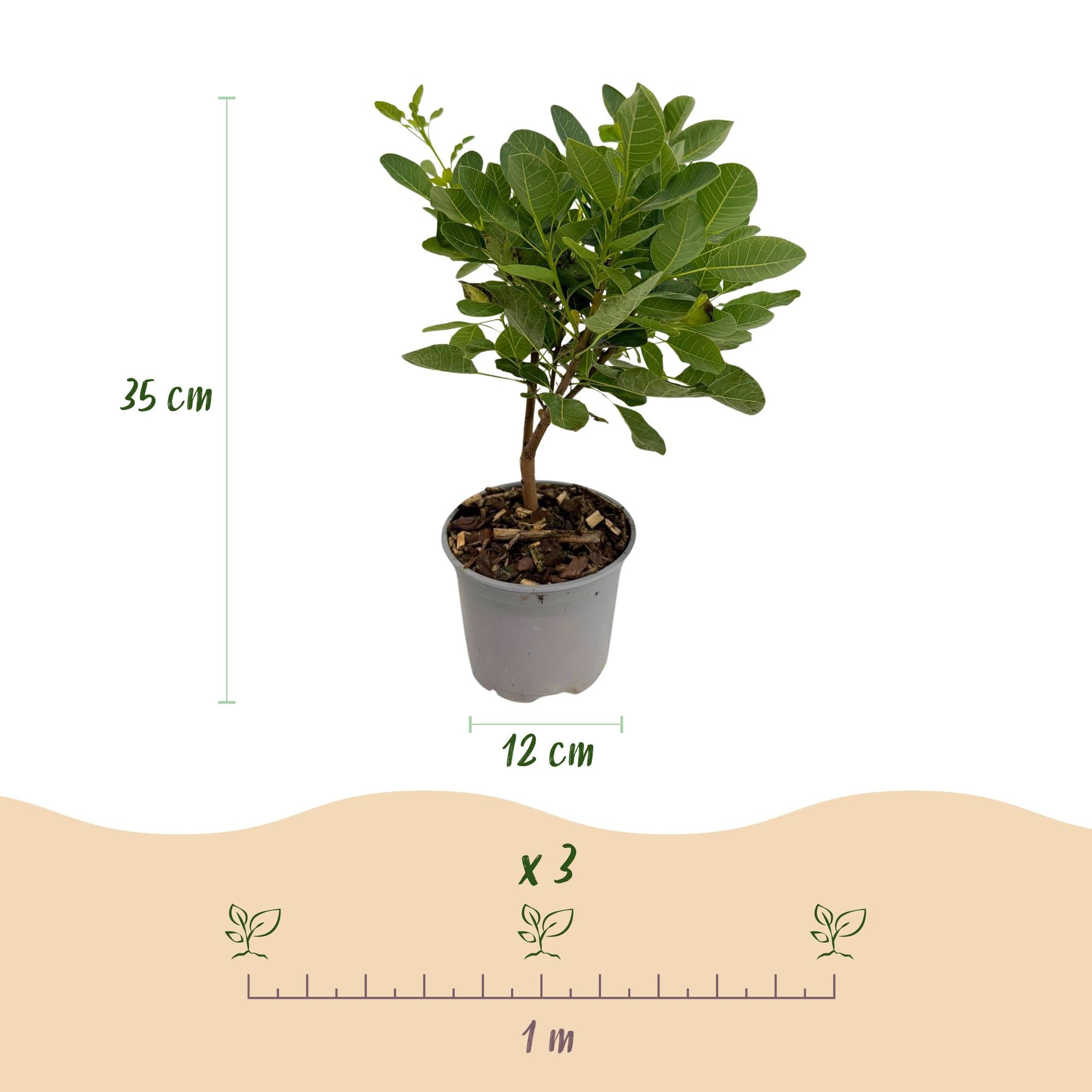Cotinus coggyria Young Lady – 12cm – Höhe ca. 35cm – Rosa Sommerblüte & grünes Laub – Plant