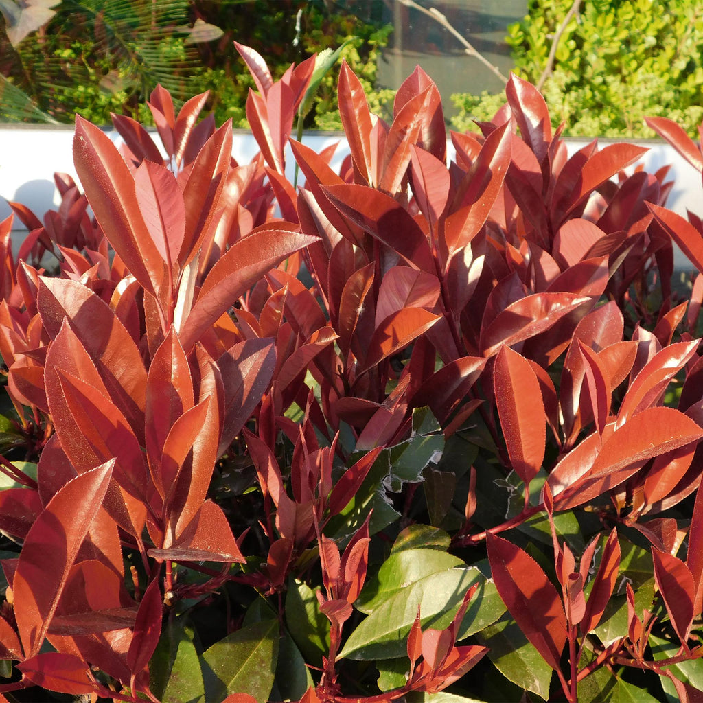 Glanzmispel Photinia fraseri Little Red Robin – 19cm Höhe ca.90cm – Immergrün & winterhart – Grün-rotes Laub – Ziergehölz – Plant