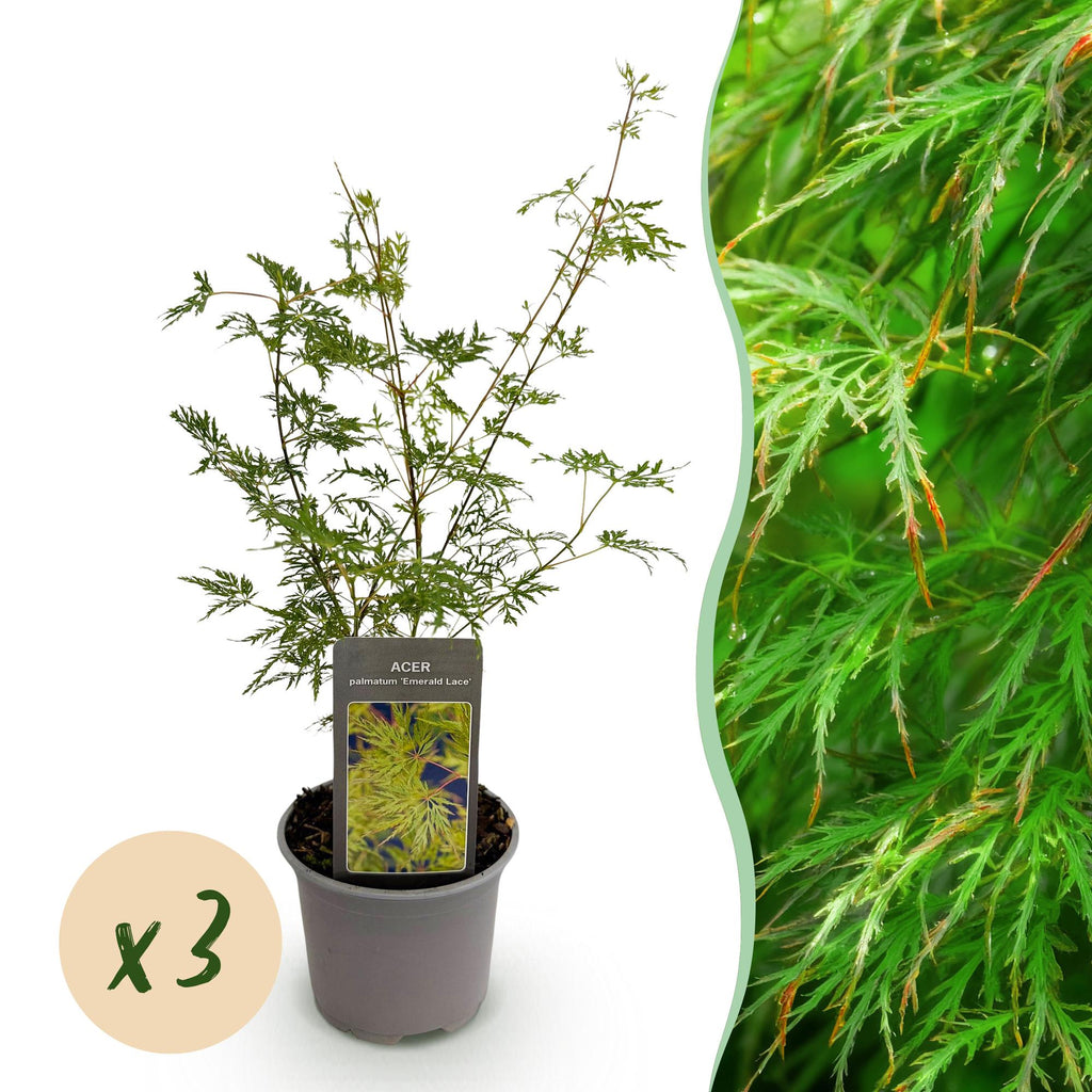 Acer palmatum Emerald Lace – 3 Pflanzen – 12cm – Höhe ca. 35cm – Filigraner Japanischer Ahorn mit grünem Spitzenlaub & lilafarbener Herbstfärbung