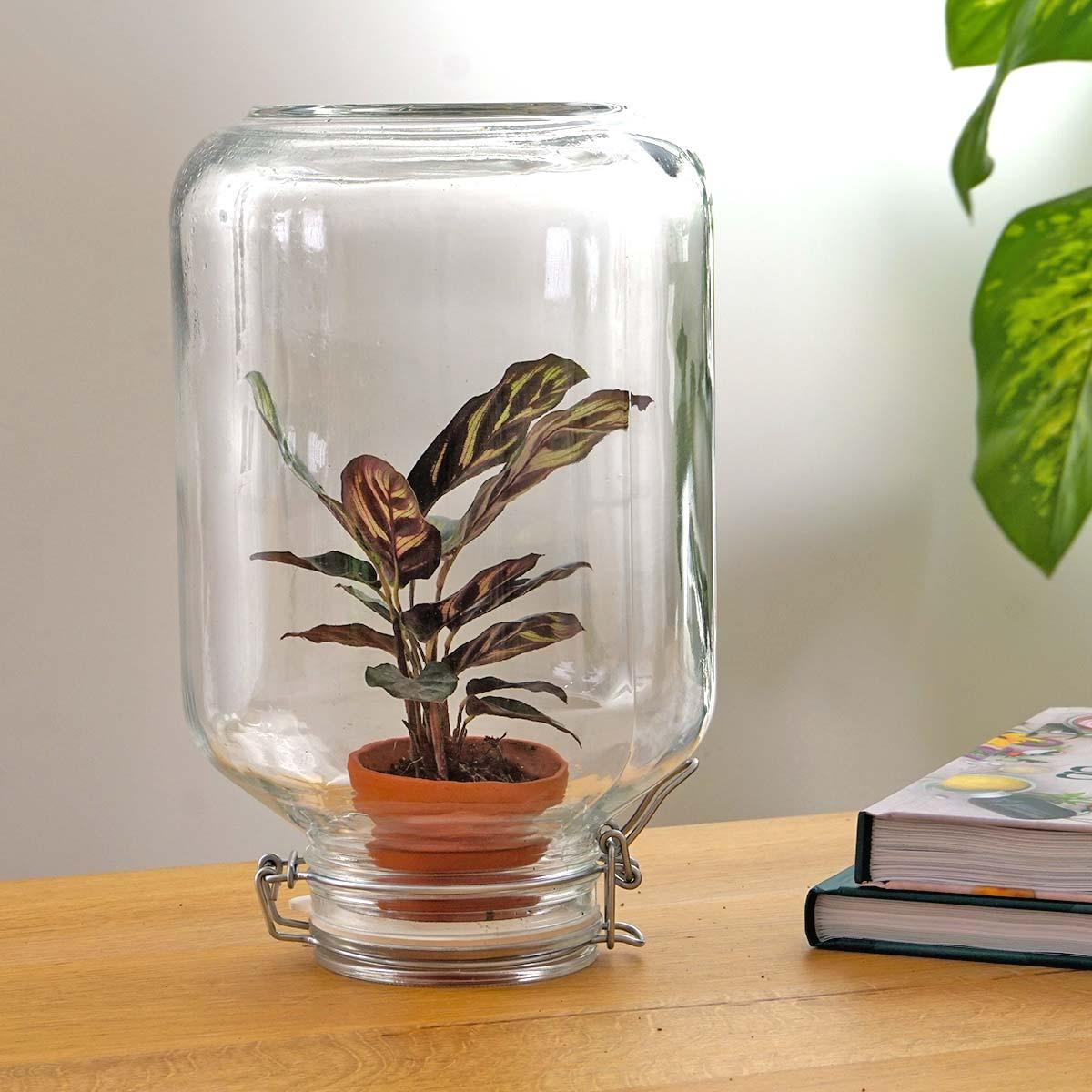 Flaschengarten Easyplant – Terrarium mit Calathea makoyana – Lebende Zimmerpflanze im Einmachglas – Nur 1x Gießen – Luftdicht verschlossen