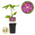 Kletterpflanze Clematis Ville de Lyon – Rosa Blüten – 2 Pflanzen – 11cm x H40cm – Winterhart & Pflegeleicht – Ideal für Garten, Balkon & Pergolen – Plant