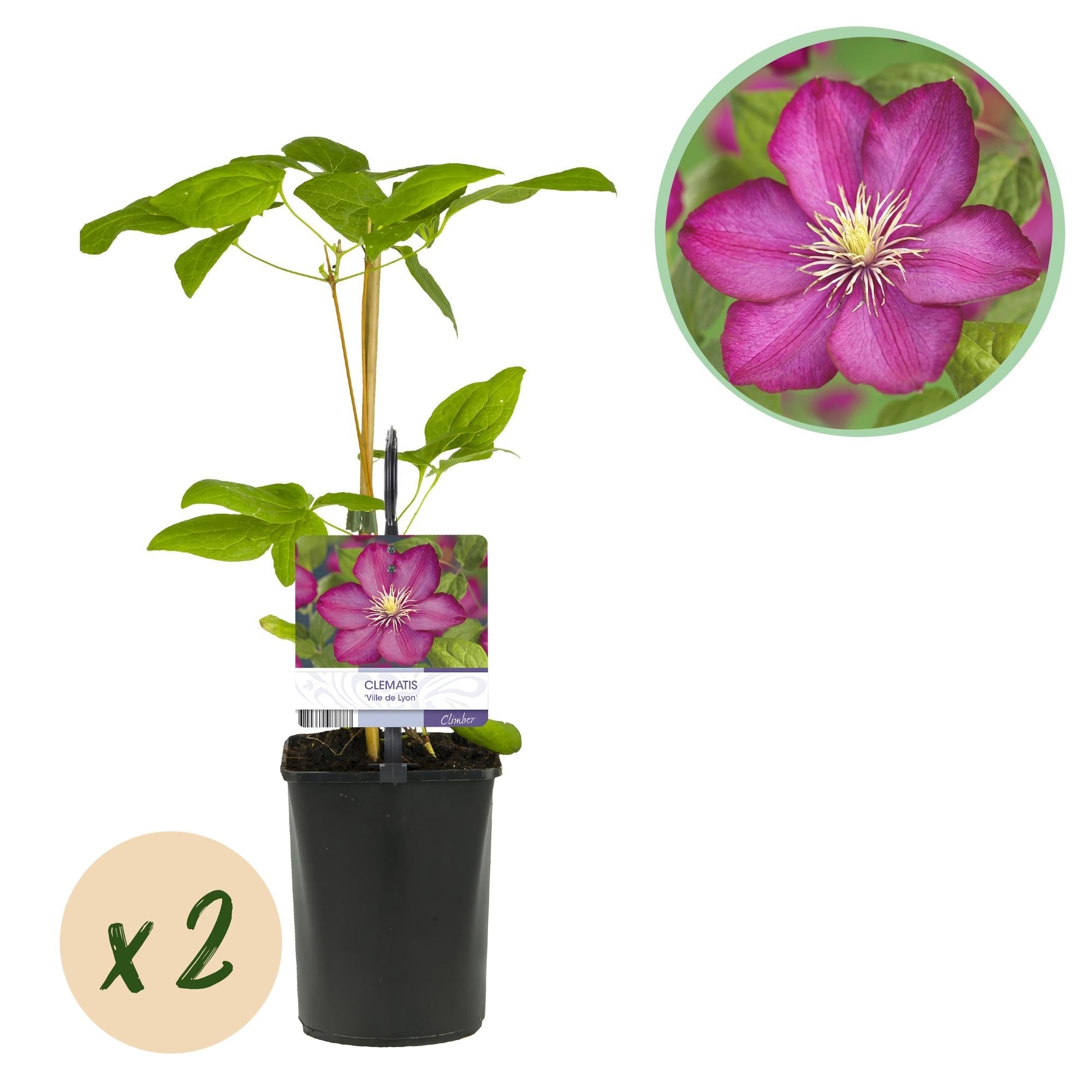 Kletterpflanze Clematis Ville de Lyon – Rosa Blüten – 2 Pflanzen – 11cm x H40cm – Winterhart & Pflegeleicht – Ideal für Garten, Balkon & Pergolen – Plant