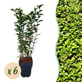 Ovalblättriger Liguster Ligustrum ovalifolium – Immergrün – Heckenpflanze – Blatt Grün – 6 Pflanzen – 1m laufend – Pflegeleicht – 17cm Höhe 55cm – Plant