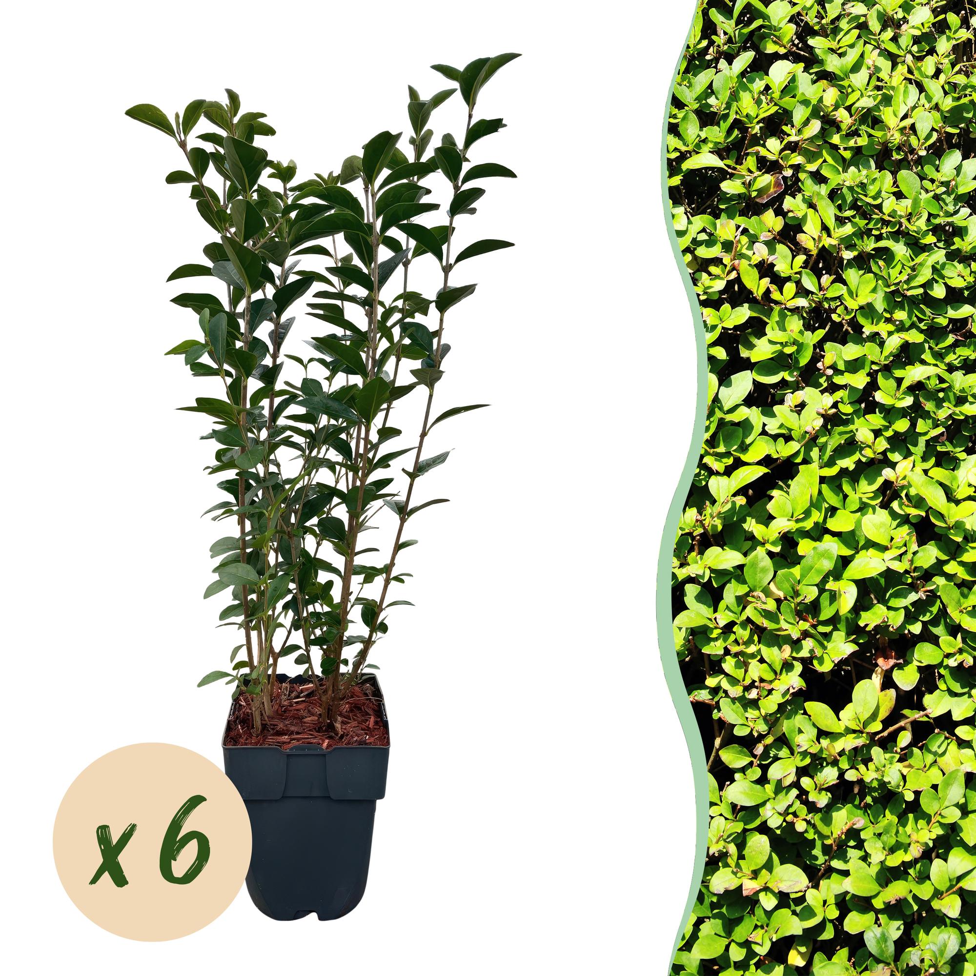 Ovalblättriger Liguster Ligustrum ovalifolium – Immergrün – Heckenpflanze – Blatt Grün – 6 Pflanzen – 1m laufend – Pflegeleicht – 17cm Höhe 55cm – Plant
