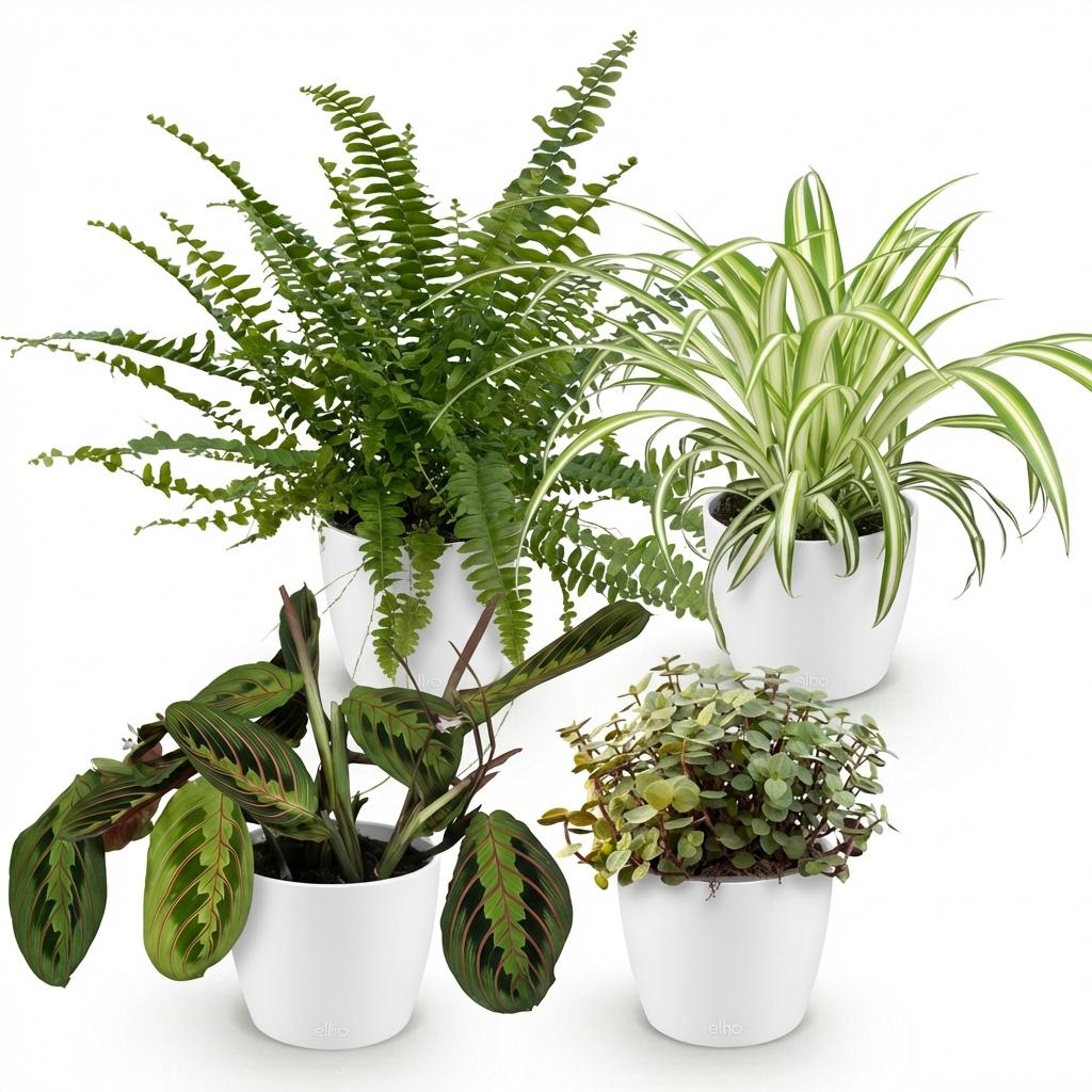 Zimmerpflanzen Mix Set – Chlorophytum Maranta Calissia Nephrolepsis – 4er Set im weißen Topf Ø12cm Höhe25cm – Haustierfreundliche Grünpflanzen