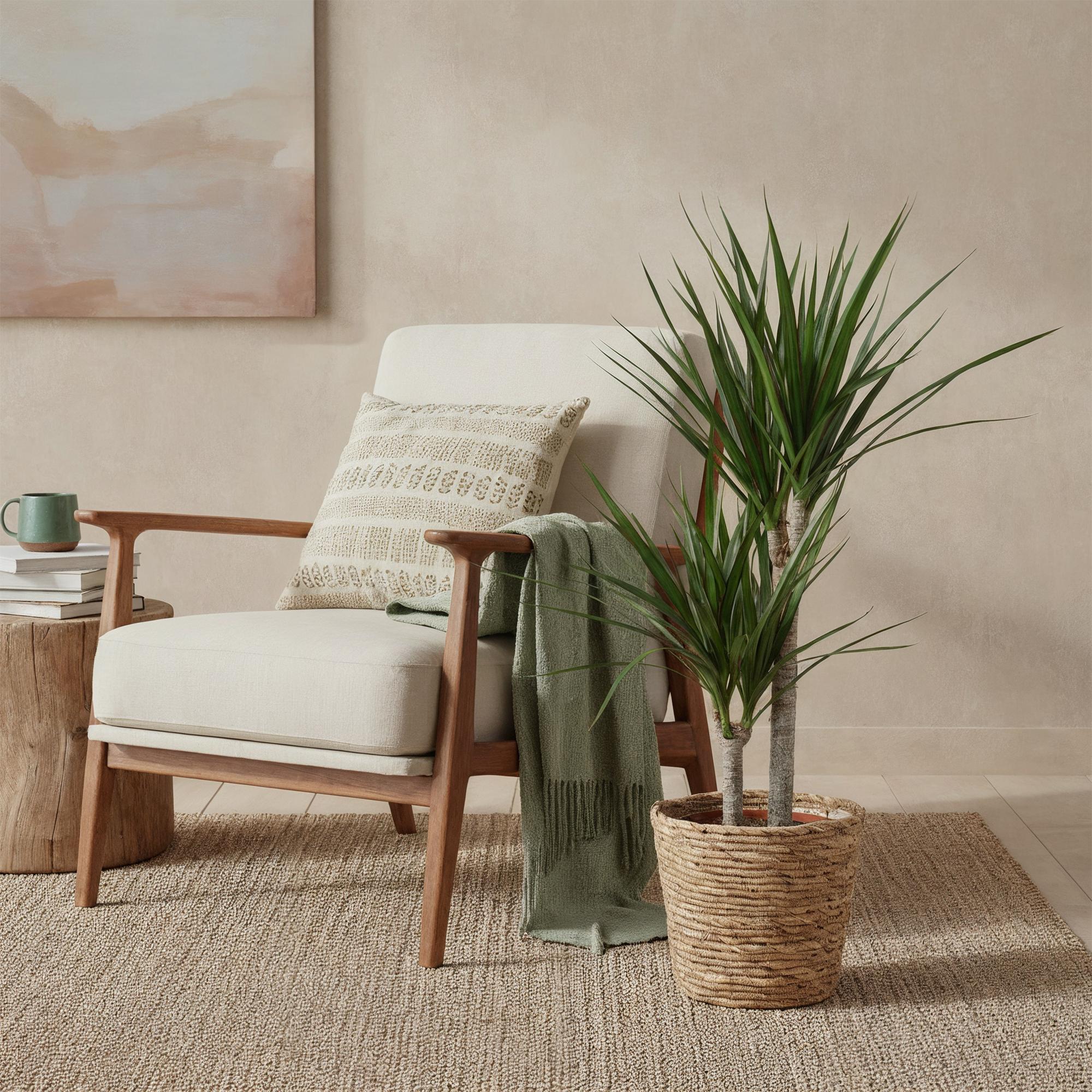 Dracaena Marginata – Drachenbaum – 21cm – Höhe 90-100cm – Pflegeleichte grün – rote Zimmerpflanze für moderne Wohnräume und Bürobereiche – Plant