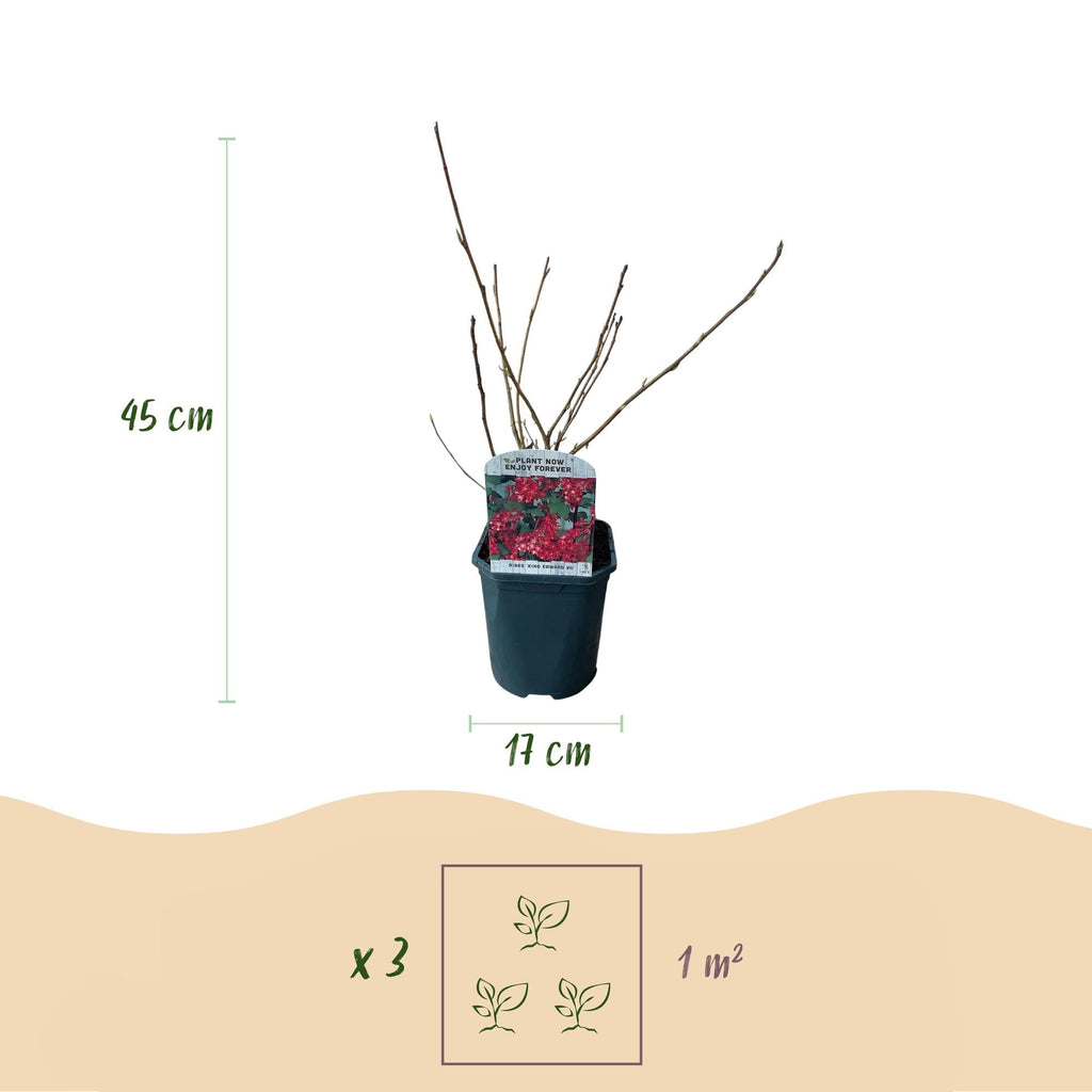 Blutjohannisbeere Ribes sanguineum 'Kind Edward' – Rosa Blüte – Bienenfreundlich – Frühjahrsblüher – Pflegeleicht – Ø17cm – Höhe ca. 45cm – Plant