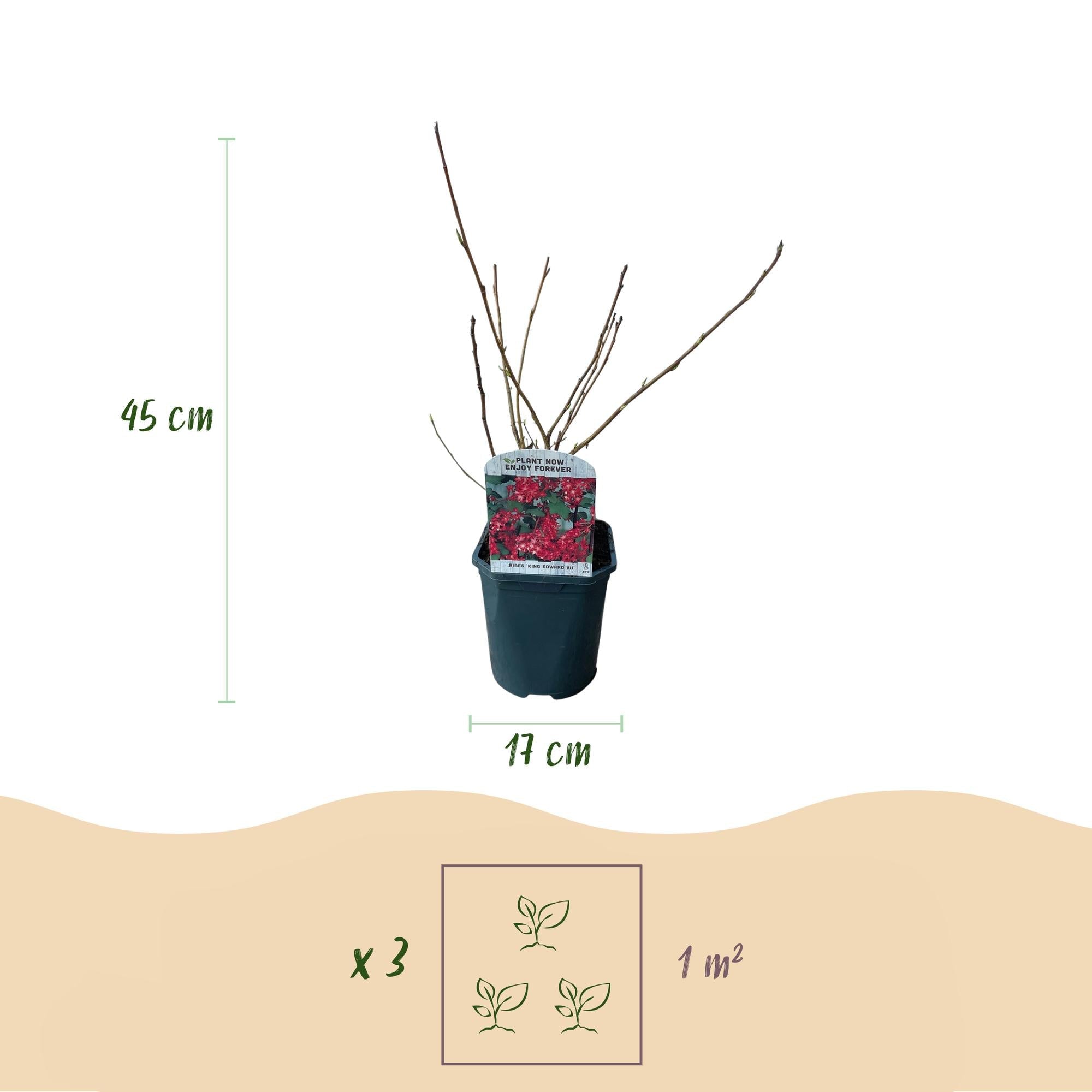 Blutjohannisbeere Ribes sanguineum 'Kind Edward' – Rosa Blüte – Bienenfreundlich – Frühjahrsblüher – Pflegeleicht – Ø17cm – Höhe ca. 45cm – Plant