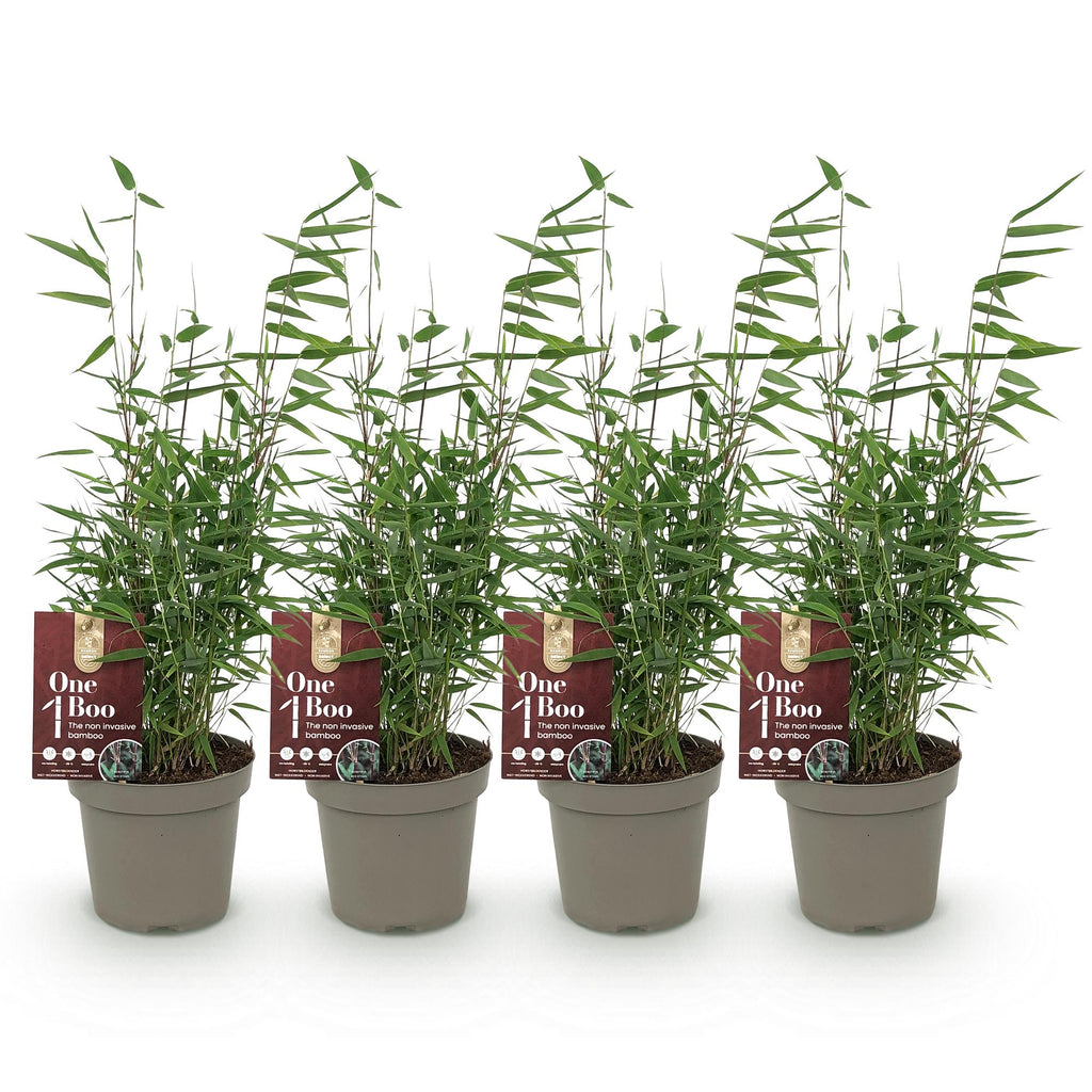 Bambus Fargesia Red Dragon – Immergrün – Nicht ausbreitend – Mit roten Stängeln – Für Hecke, Garten & Terrasse – Ø14cm Höhe ca. 35cm – Plant