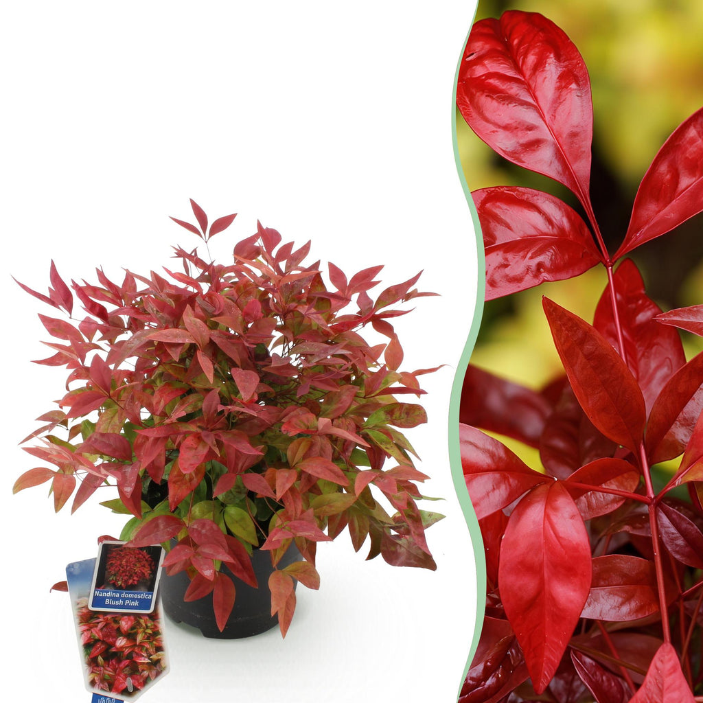 Heiliger Bambus Nandina Blush Pink – 17cm Höhe ca.40cm – Immergrün & farbwechselnd – Dunkelrosa Laub für Beet Balkon Terrasse – Pflegeleichter dekorativer Zierstrauch – Plant