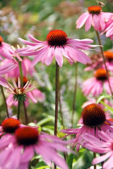 Rotblühender Scheinsonnenhut Echinacea purpurea 'Magnus' – ↕10-25cm – Ø9cm – Purpur – Sonnenhut – Bienenfreundlich – Für Sonne & Beete – Plant