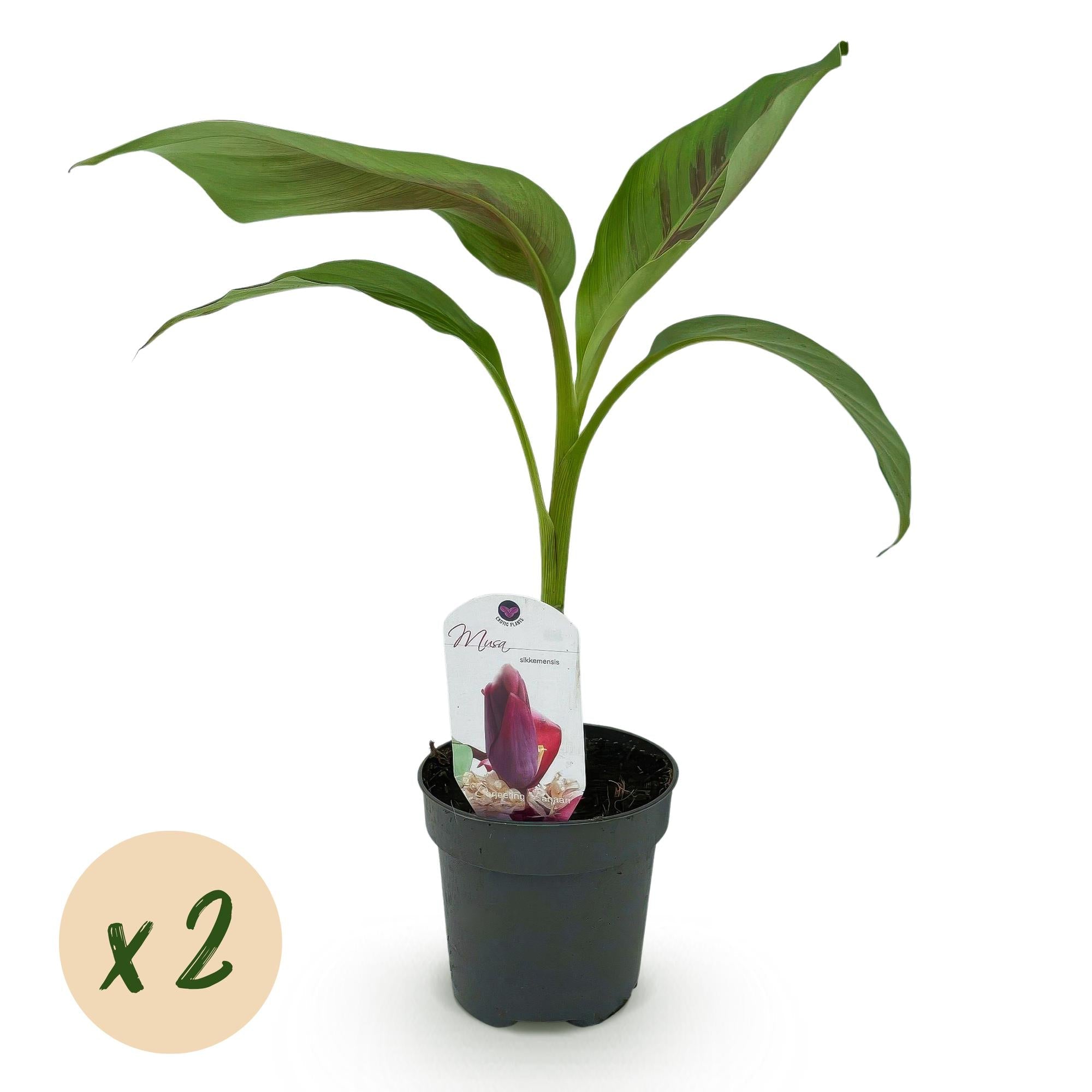 Bananenpflanze Musa sikkimensis Red Tiger – Tropische Gartenbanane – Ø12cm, Höhe ca. 30cm – Plant
