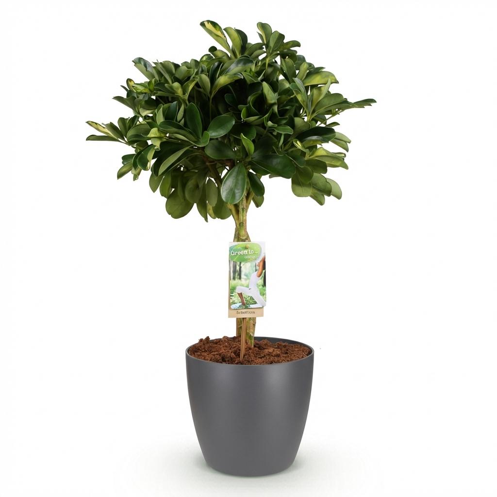 Schefflera Gold Capelle Fingerbaum Pflanze mit grauem Topf Ø21cm Höhe 70-81cm Pflegeleichte Grünpflanze mit goldenen Blattakzenten für Zimmer & Büro