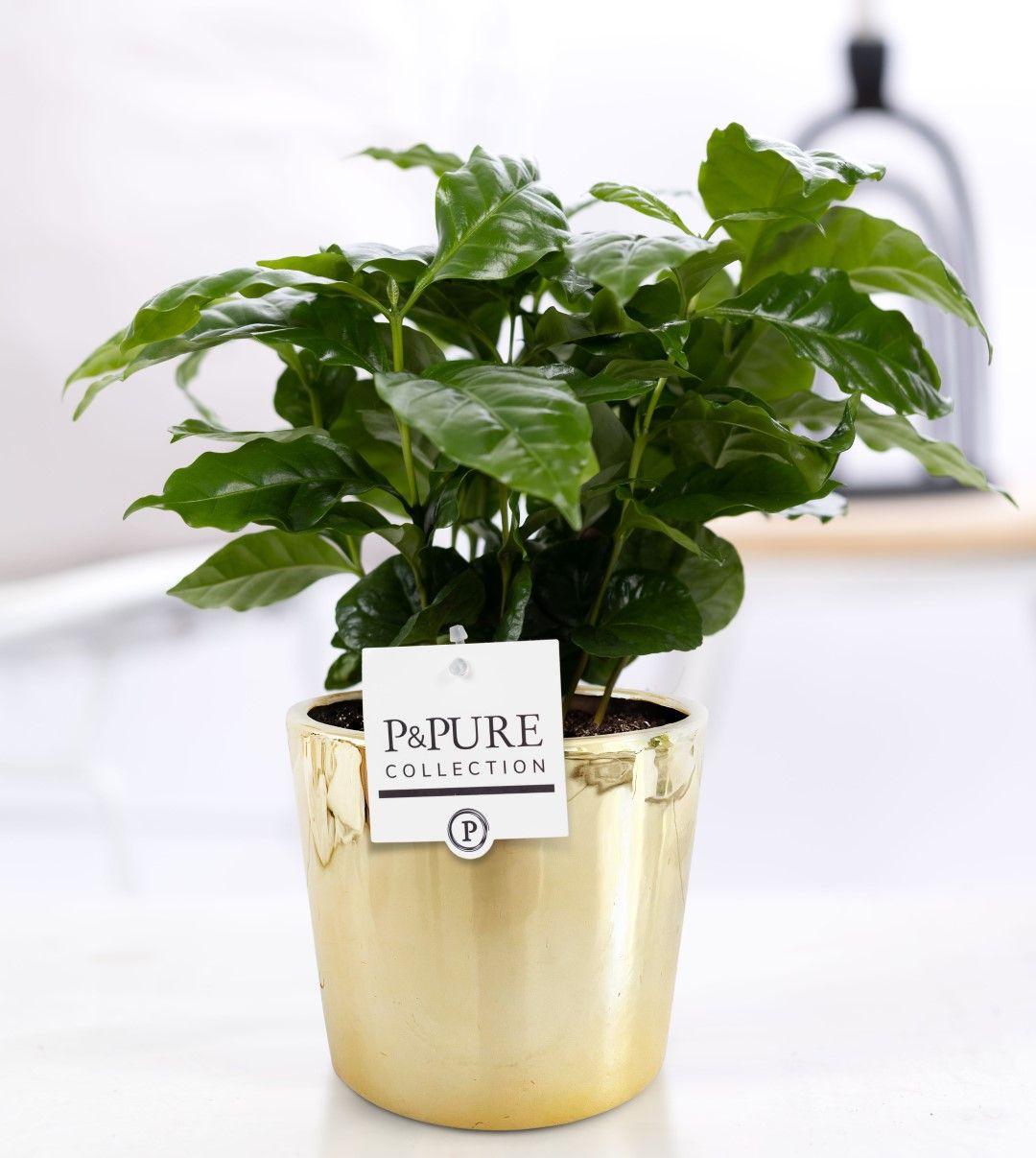 Coffea Arabica in Keramiktopf Gold – Ø12cm ↕20cm – Zimmerpflanze mit glänzenden Blättern – Elegante Pflanze im luxuriösen goldenen Blumentopf – Stilvolle Deko für Zuhause & Büro – Plant