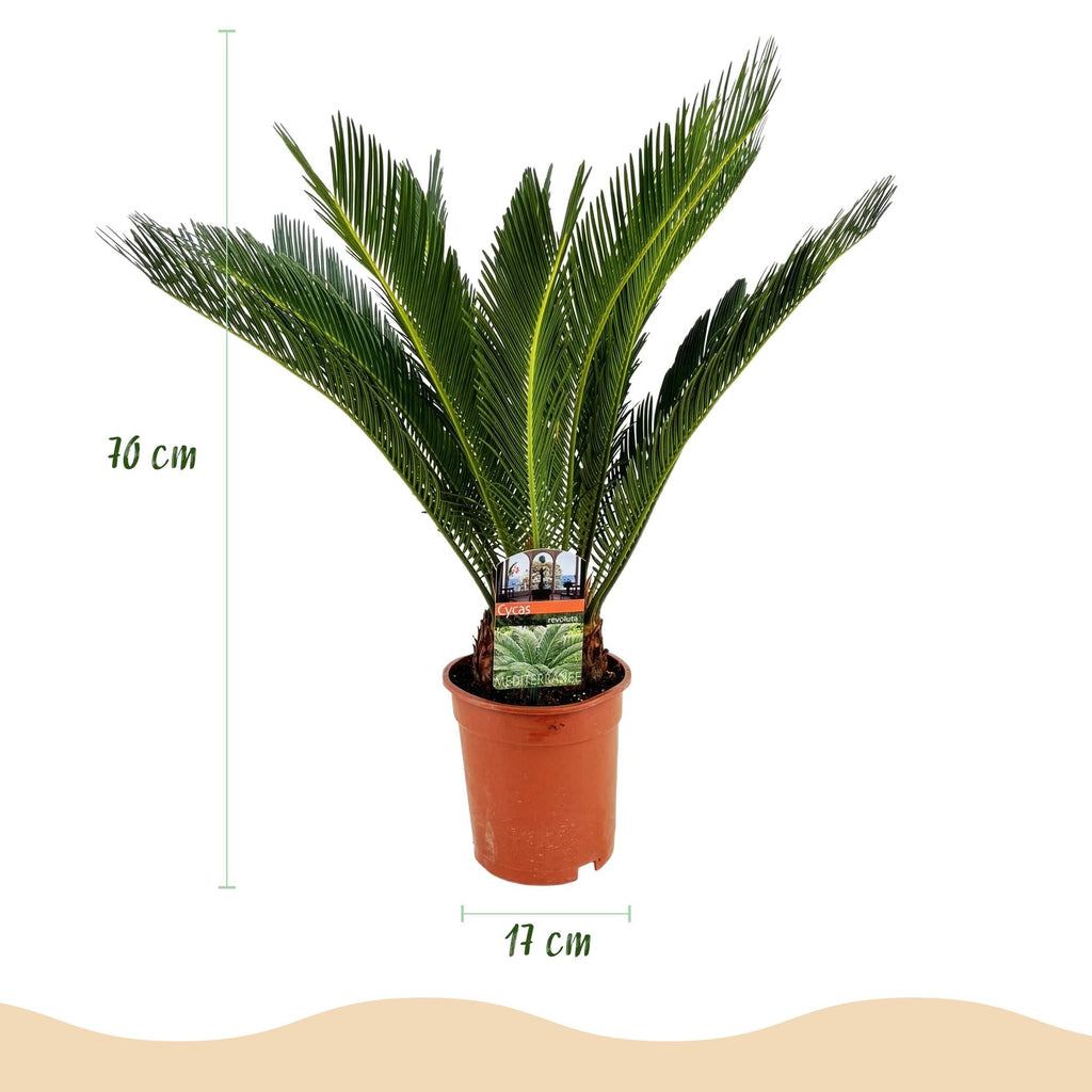 Cycas Revoluta – Palmfarn – 70cm – 17cm – 2 Pflanzen – Pflegeleichte Sago – Palmen im Doppelset – Robuste Zimmerpflanzen mit fiederförmigen Blättern