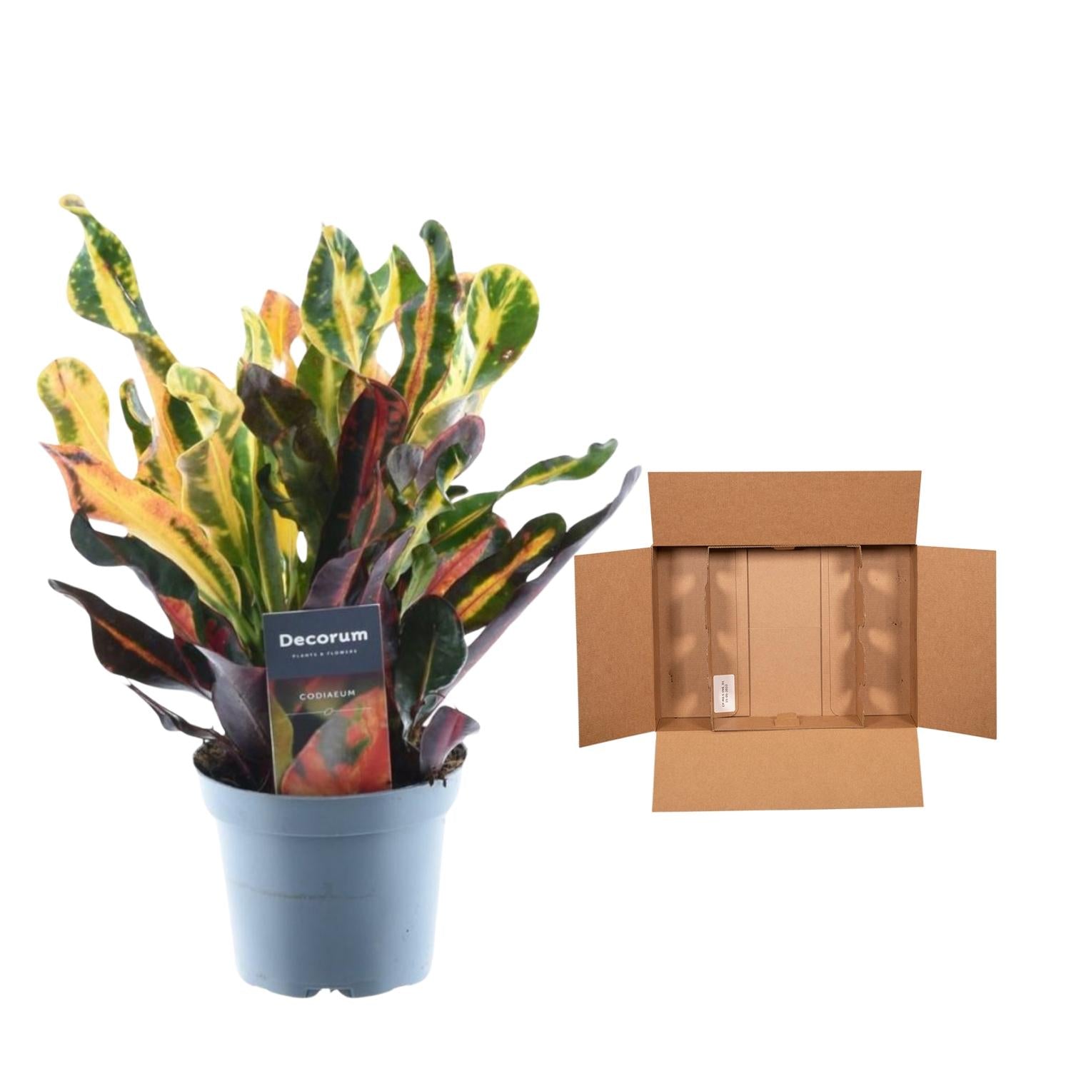 Wunderstrauch – Codiaeum variegatum 'Mammi' – Zimmerpflanze – ca. 30cm hoch – Ø12cm – Farbiges Laub – Pflegeleicht – Plant