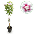 Hibiscus syriacus Starburst Chiffon – Blühende Stamm – Pflanze mit cremeweißen Blüten – Laubabwerfend & pflegeleicht – Ø19cm – Höhe ca. 90cm – Plant