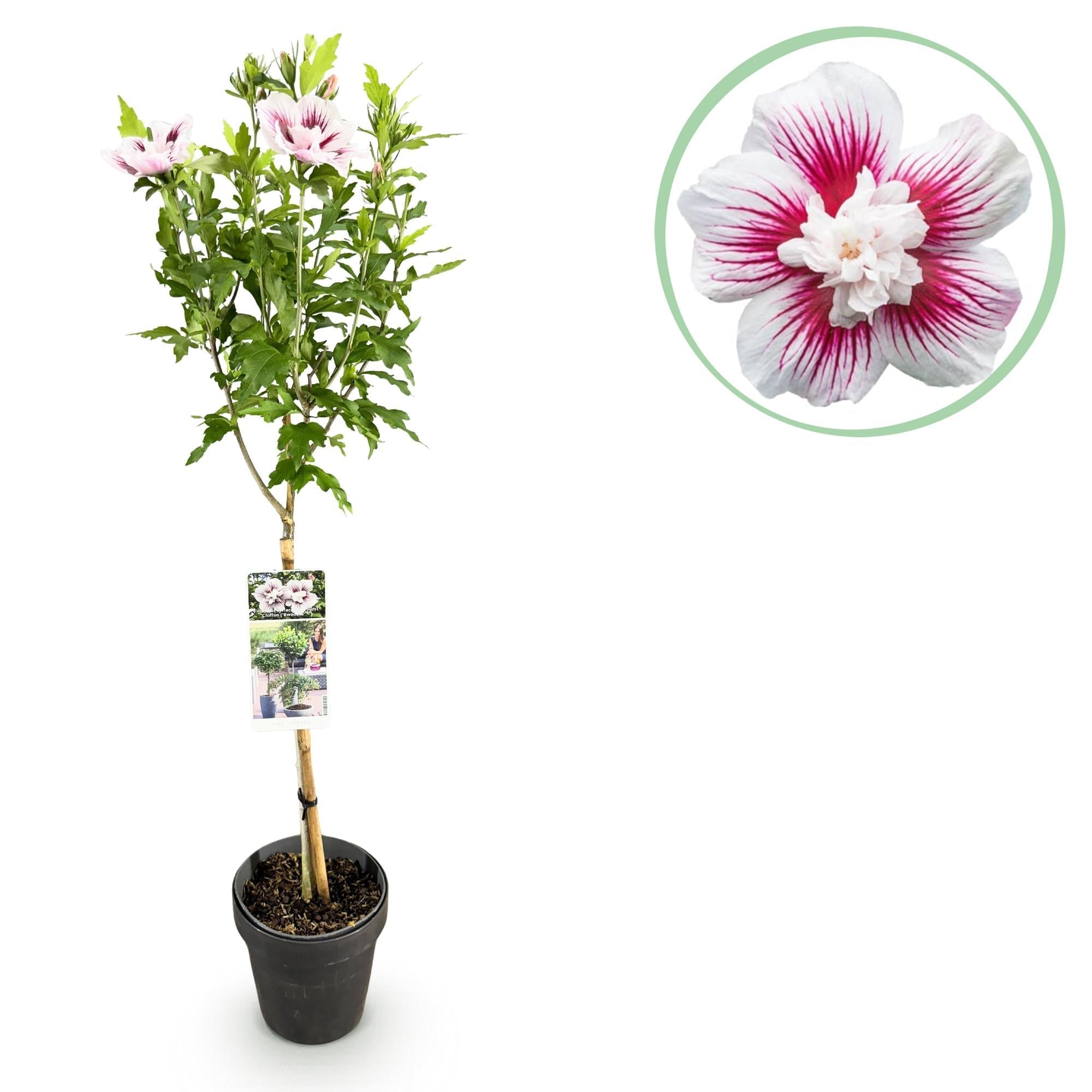 Hibiscus syriacus Starburst Chiffon – Blühende Stamm – Pflanze mit cremeweißen Blüten – Laubabwerfend & pflegeleicht – Ø19cm – Höhe ca. 90cm – Plant