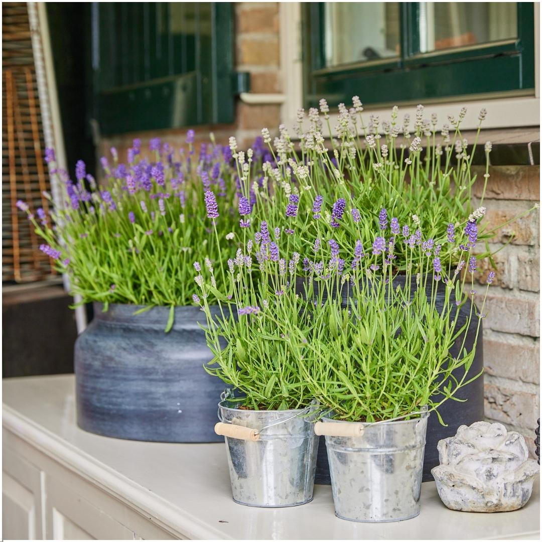 Echter Lavendel Lavandula angustifolia Felice – 3 Pflanzen – Duftender Lavendel im Dekotopf Old Look – Ø13cm – Winterhart – Plant
