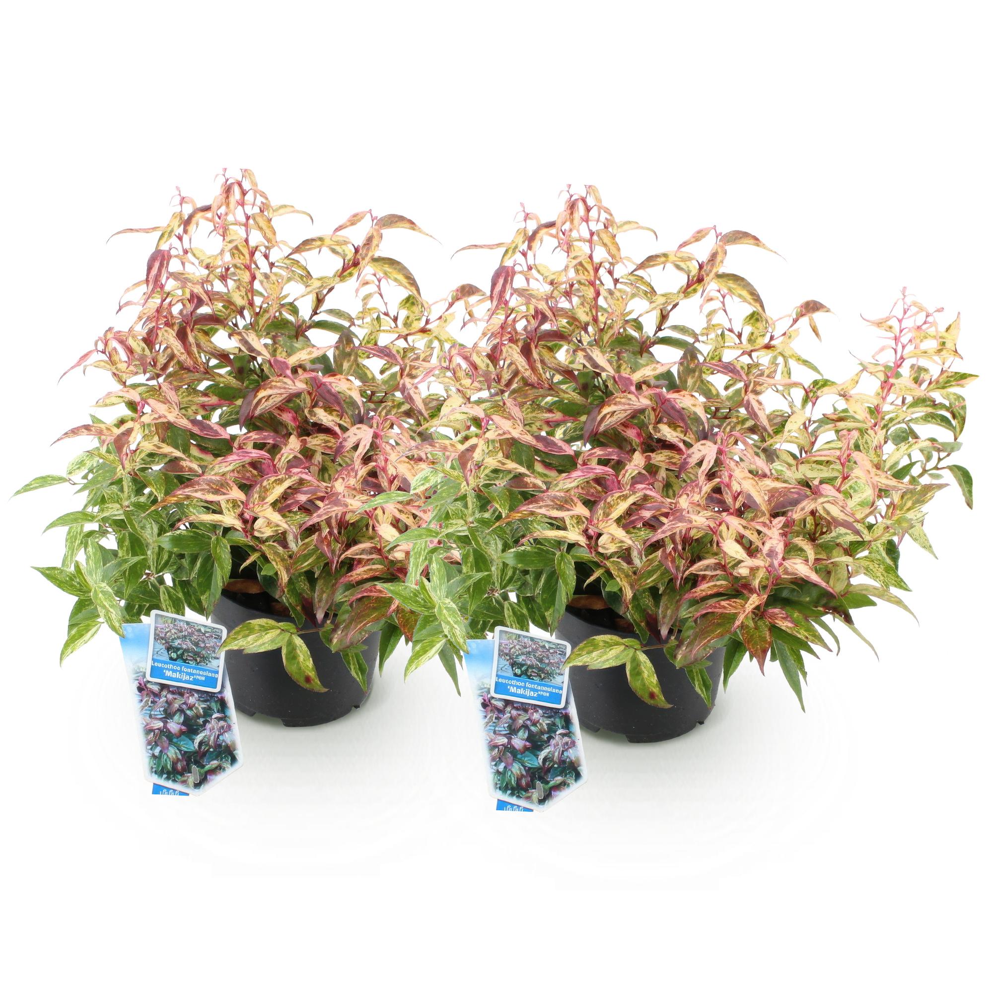 Traubenheide Leucothoe Makijaz – 2 Pflanzen 17cm Höhe ca.45cm – Immergrün & farbintensiv – Braun – grünes Laub – Pflegeleichter Zierstrauch