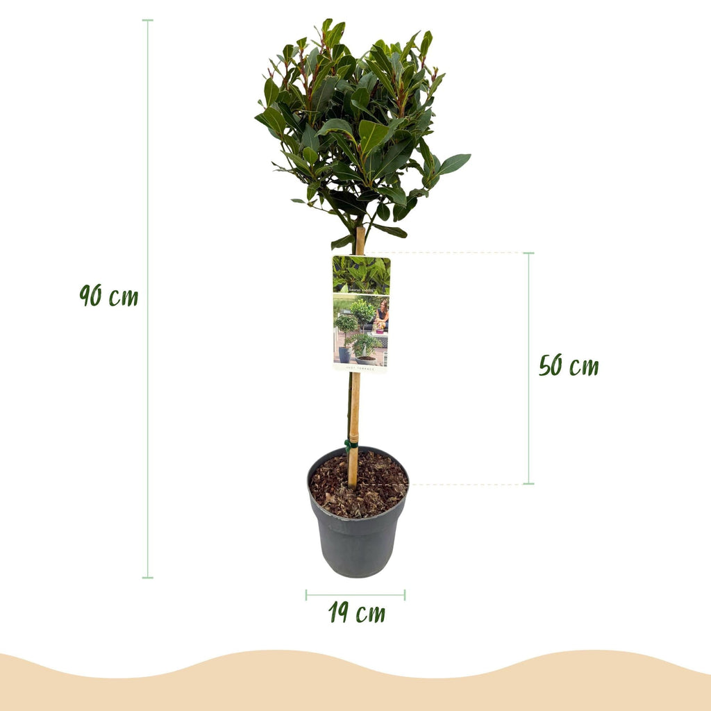 Laurus nobilis Stamm – Pflanze – Immergrüner Lorbeerbaum – Pflegeleicht – Ø19cm – Höhe ca. 90cm – Mediterranes Flair für Terrasse & Balkon – Plant