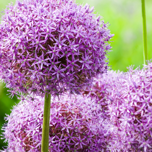 Allium 'Globemaster' – Zierlauch Blumenzwiebeln – 5 Blumenzwiebeln – Extra große violette Blütenbälle – Winterharte Staude für Beet, Rabatte & Schnitt – XXL-Zwiebeln – Plant
