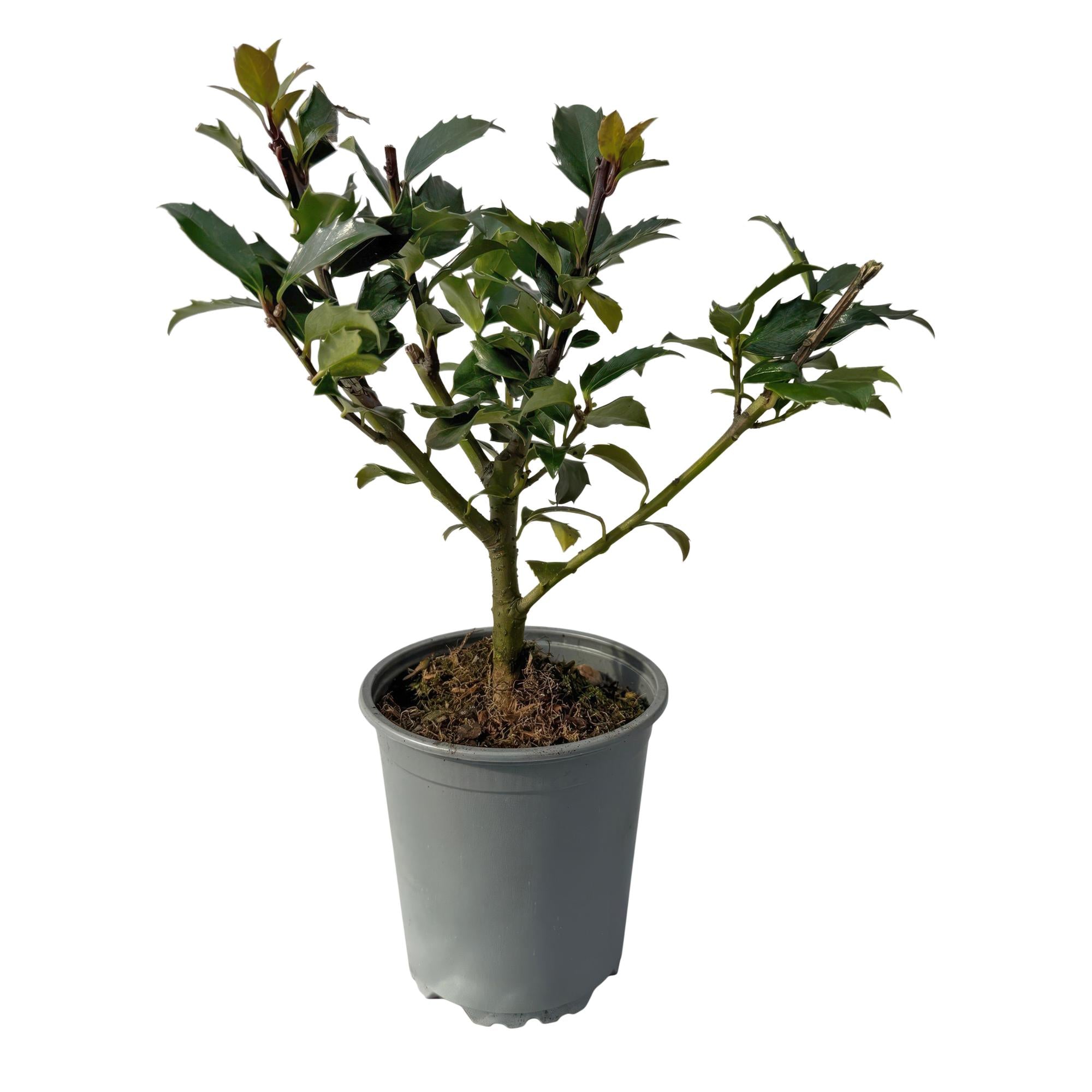 Stechpalme – Ilex meserveae Blue Maid – Heckenpflanze – Blatt grün – 8 Pflanzen – 1 laufender Meter – immergrün – 9cm Höhe 25-30cm – Plant