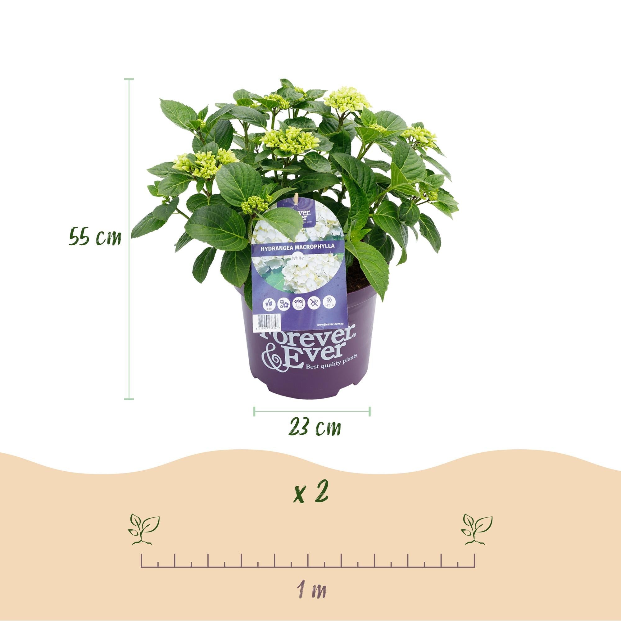 Hortensie Hydrangea macrophylla Forever & Ever Weiß – Balkonpflanze – 7-12 Blüten – Topf 23cm – Höhe 55cm – Pflegeleicht – Für Beet, Terrasse & Balkon – Plant