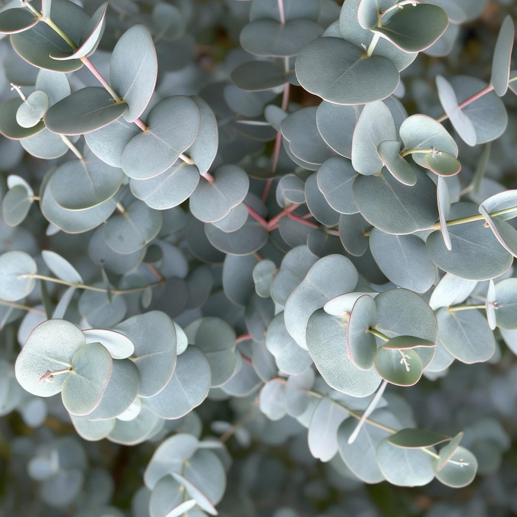 Eukalyptus Eucalyptus gunnii Azura – 19cm – Höhe ca. 90cm – Immergrüne winterharte Terrassenpflanze mit graugrünen duftenden Blättern – Plant