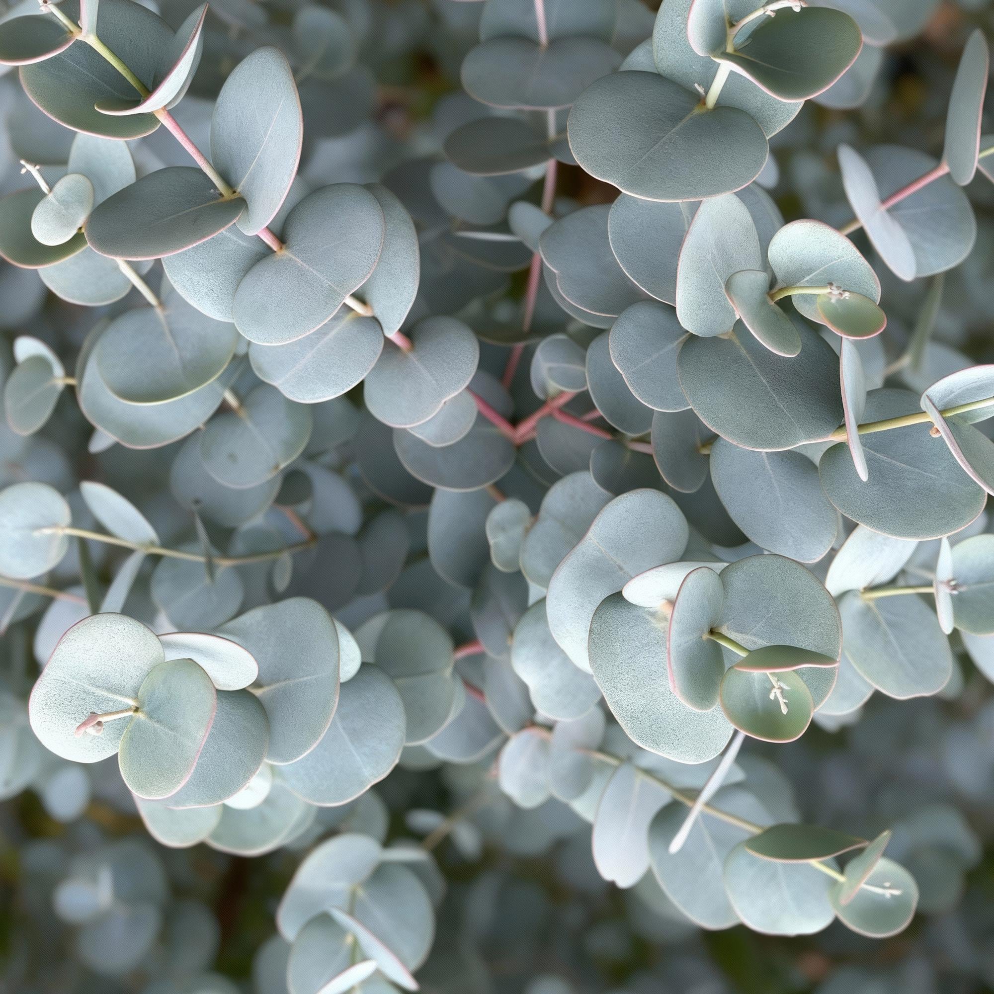 Eukalyptus Eucalyptus gunnii Azura – 19cm – Höhe ca. 90cm – Immergrüne winterharte Terrassenpflanze mit graugrünen duftenden Blättern – Plant