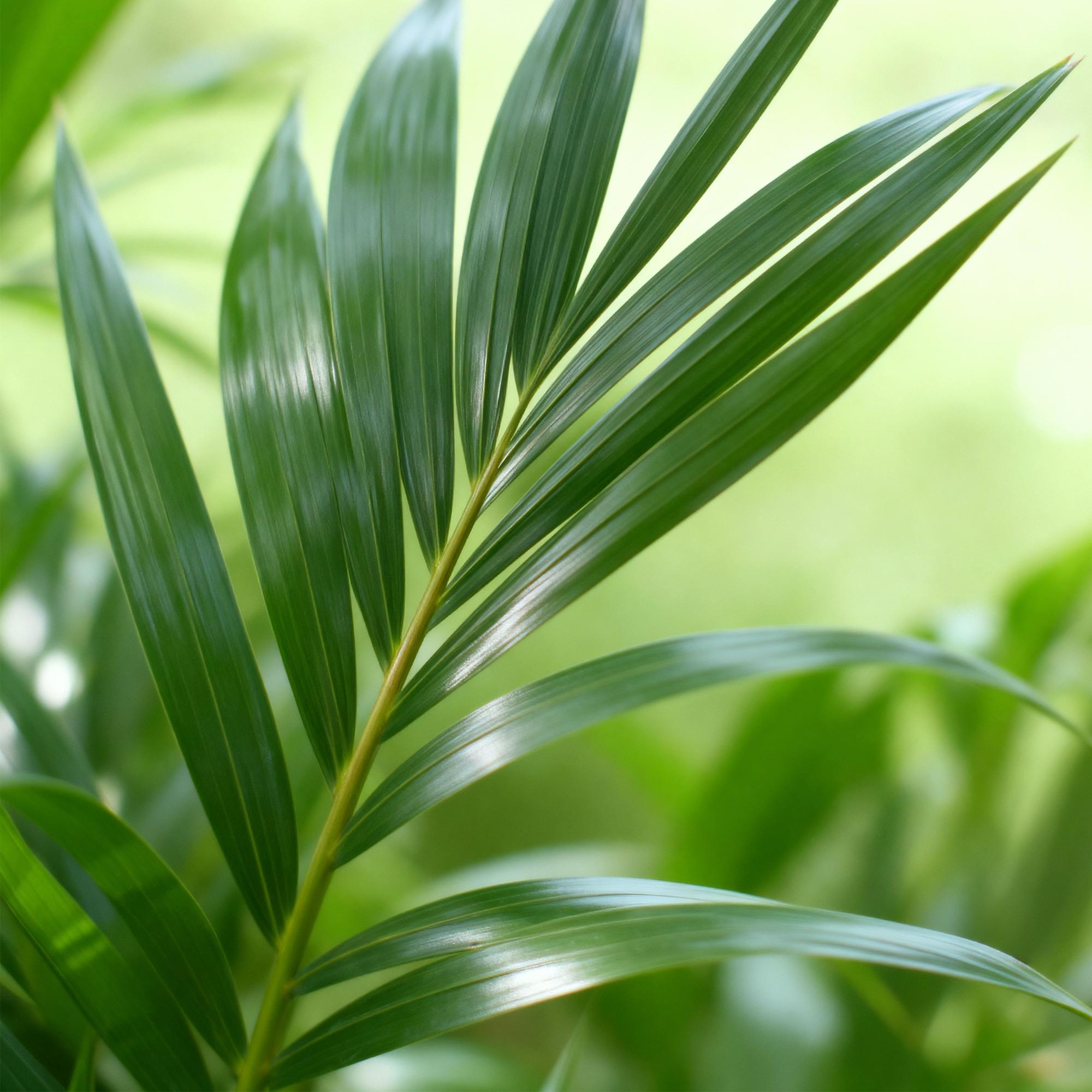Howea Forsteriana Kentia Palme Zimmerpflanze mit weißem Topf Ø19cm Höhe 80-85cm Pflegeleichte exotische Grünpflanze für Wohnzimmer Büro Schlafzimmer