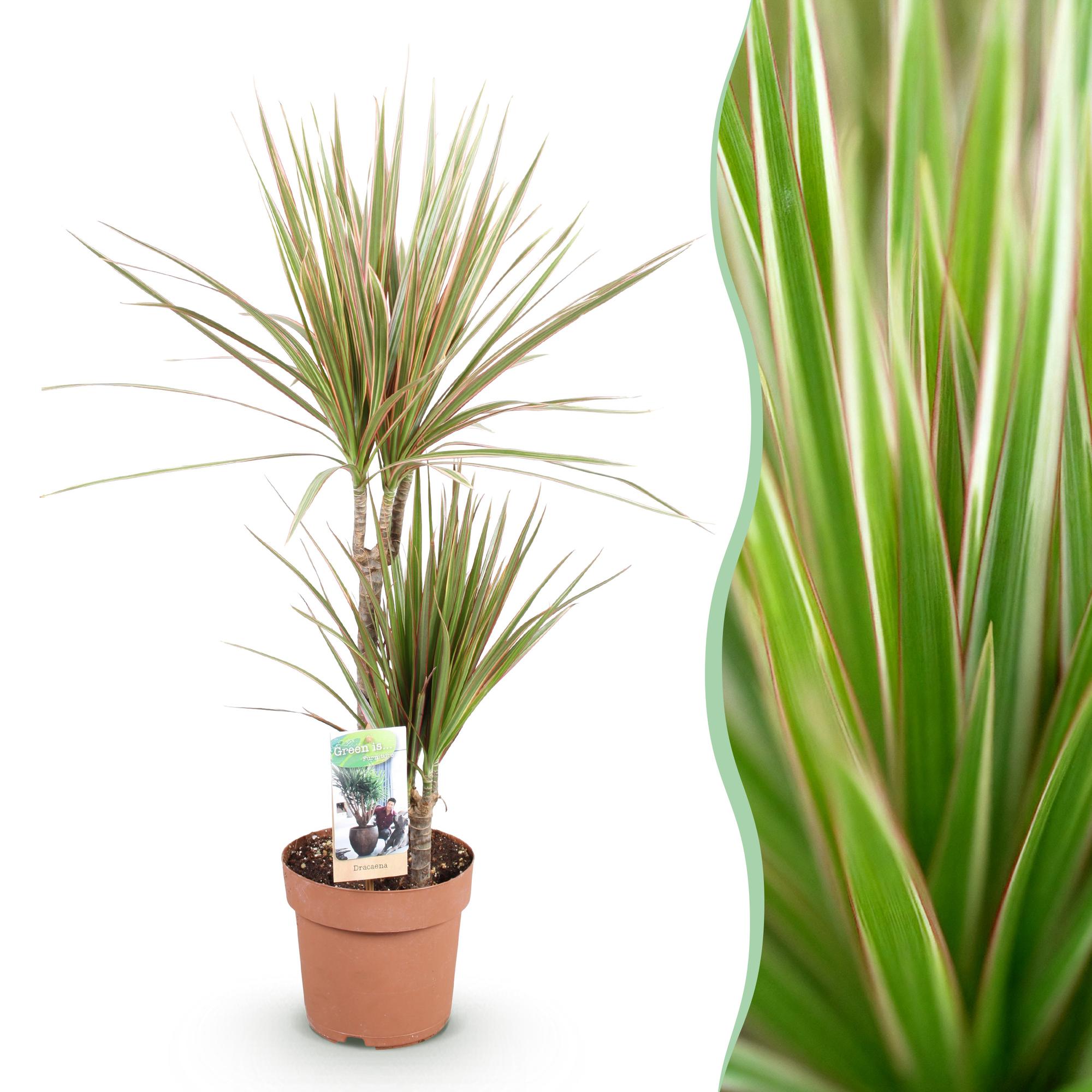 Dracaena Marginata Bicolor – Drachenbaum – 17cm – Höhe 70-75cm – Pflegeleichte rot – Plant