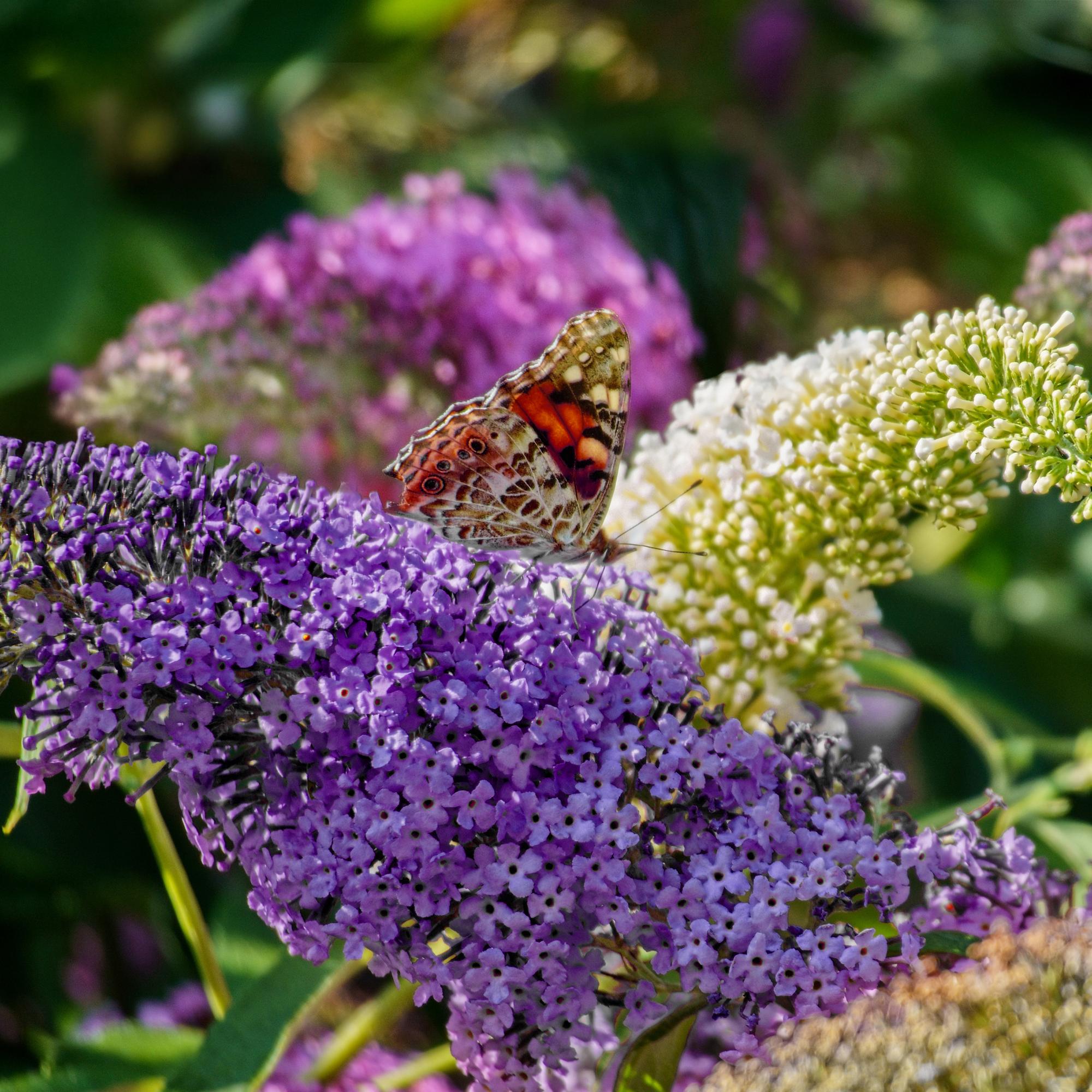 Schmetterlingsstrauch Buddleja davidii Tricolour – Blüten Rosa, Weiß & Lila – Bienen – & Schmetterlingsfreundlich – 17cm x H30cm – pflegeleicht – Plant