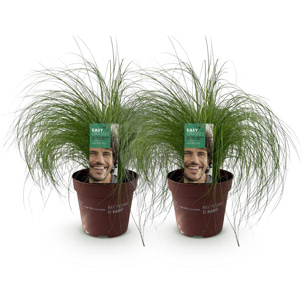Zartes Federgras Stipa tenuifolia Pony Tails – Ø17cm – Immergrün, pflegeleicht & trockenheitsresistent – Höhe ca. 50cm – Plant