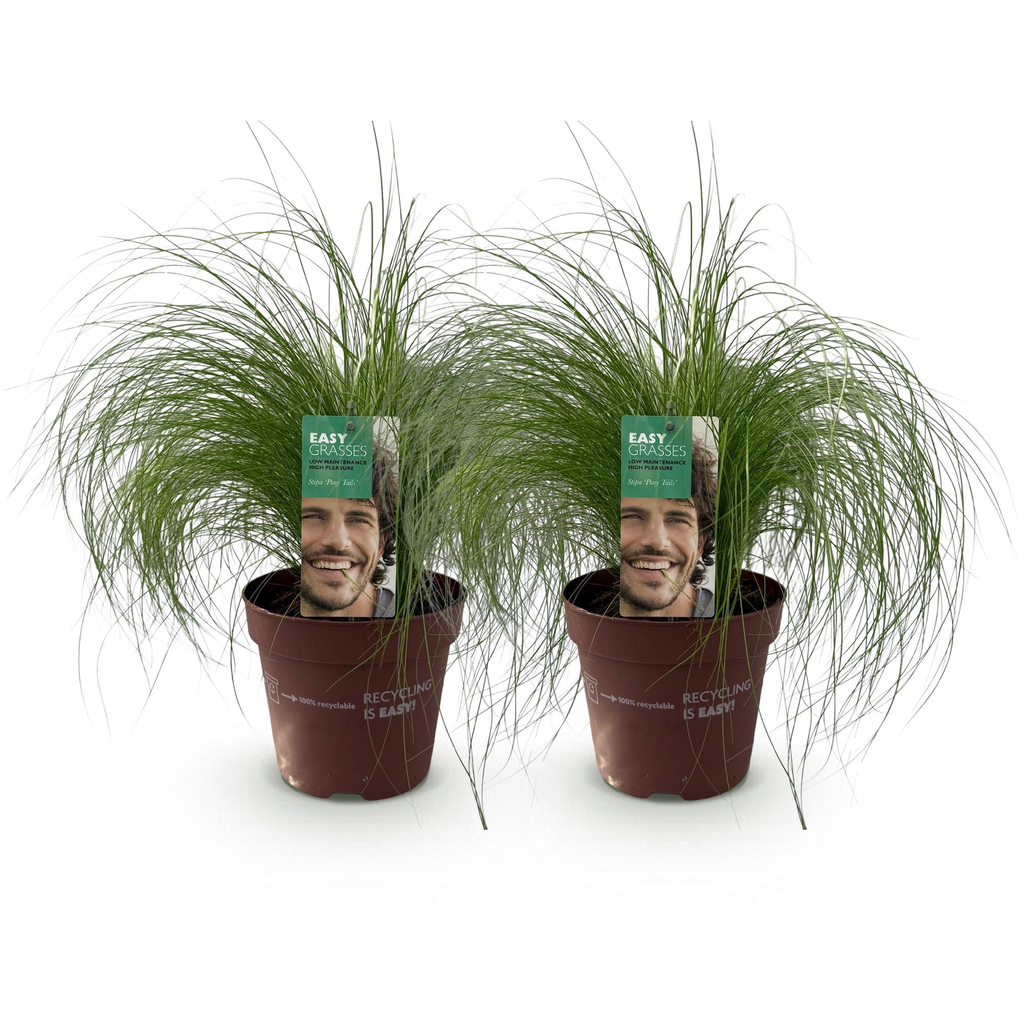 Zartes Federgras Stipa tenuifolia Pony Tails – Ø17cm – Immergrün, pflegeleicht & trockenheitsresistent – Höhe ca. 50cm – Plant