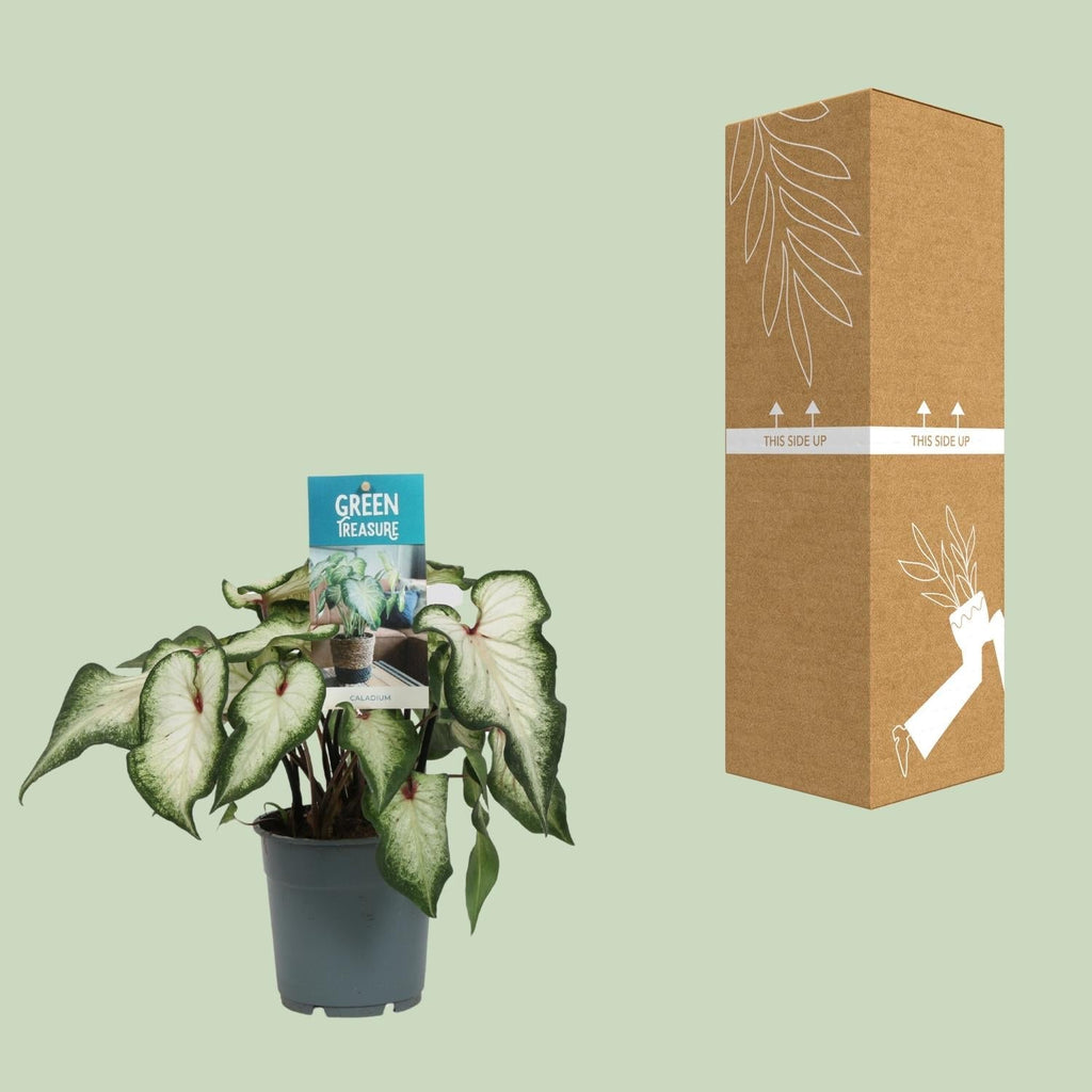 Caladium Weiß – Angel Wings – Ø12cm – ↕25cm – Tropische Zimmerpflanze mit herzförmigen Blättern – Pflegeleicht & dekorativ – Für helle Innenräume – Plant