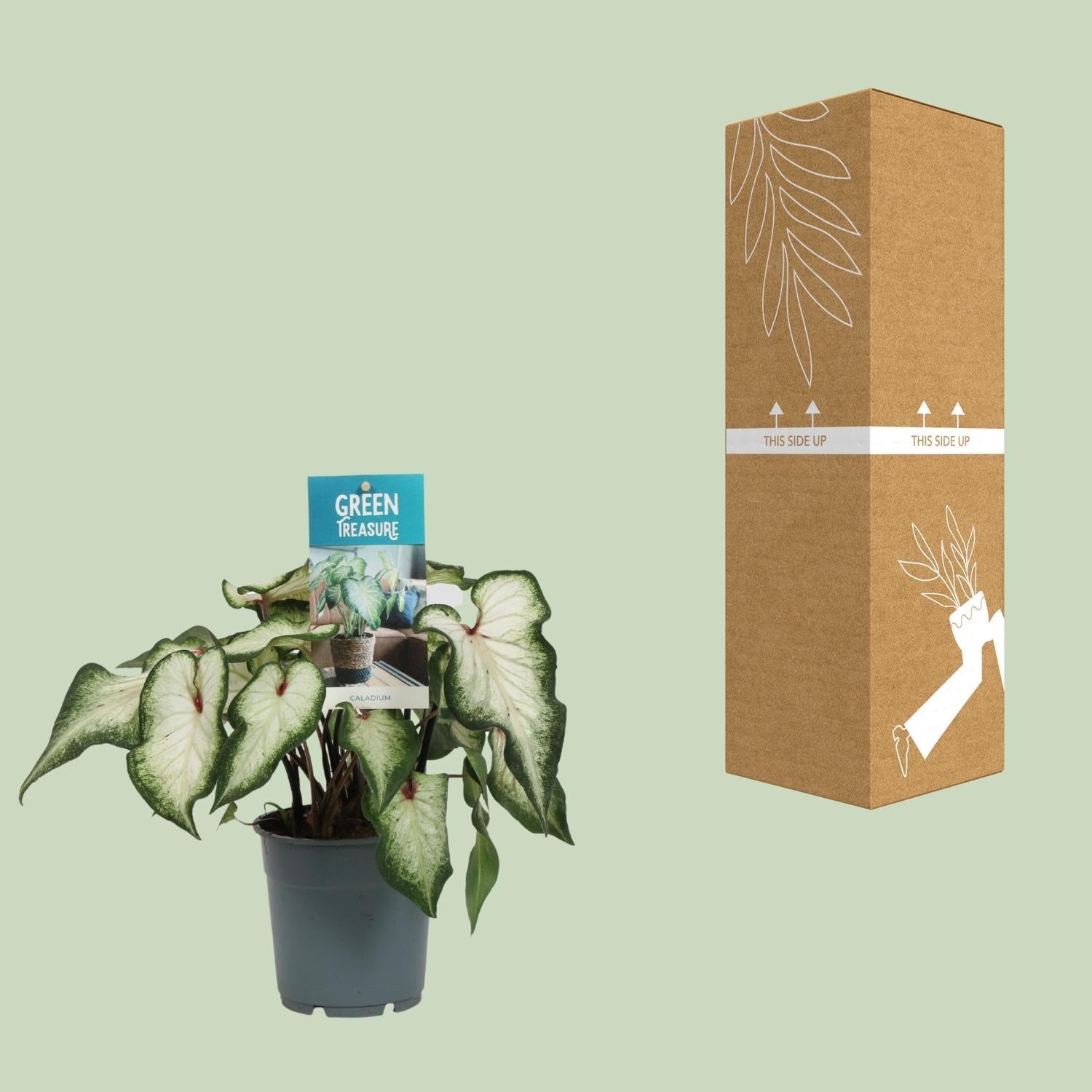 Caladium Weiß – Angel Wings – Ø12cm – ↕25cm – Tropische Zimmerpflanze mit herzförmigen Blättern – Pflegeleicht & dekorativ – Für helle Innenräume – Plant